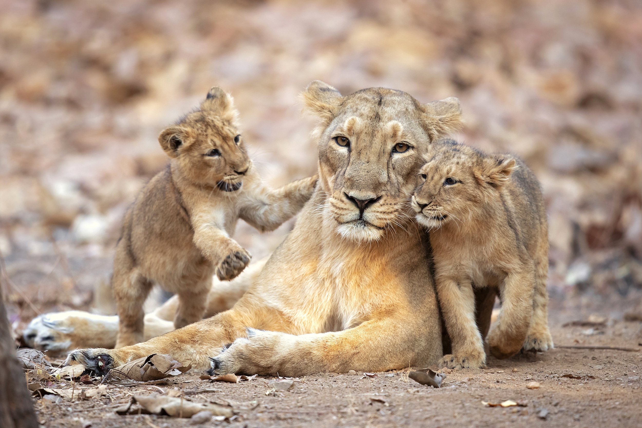 lioness, animal, lion, baby animal, cub, cats