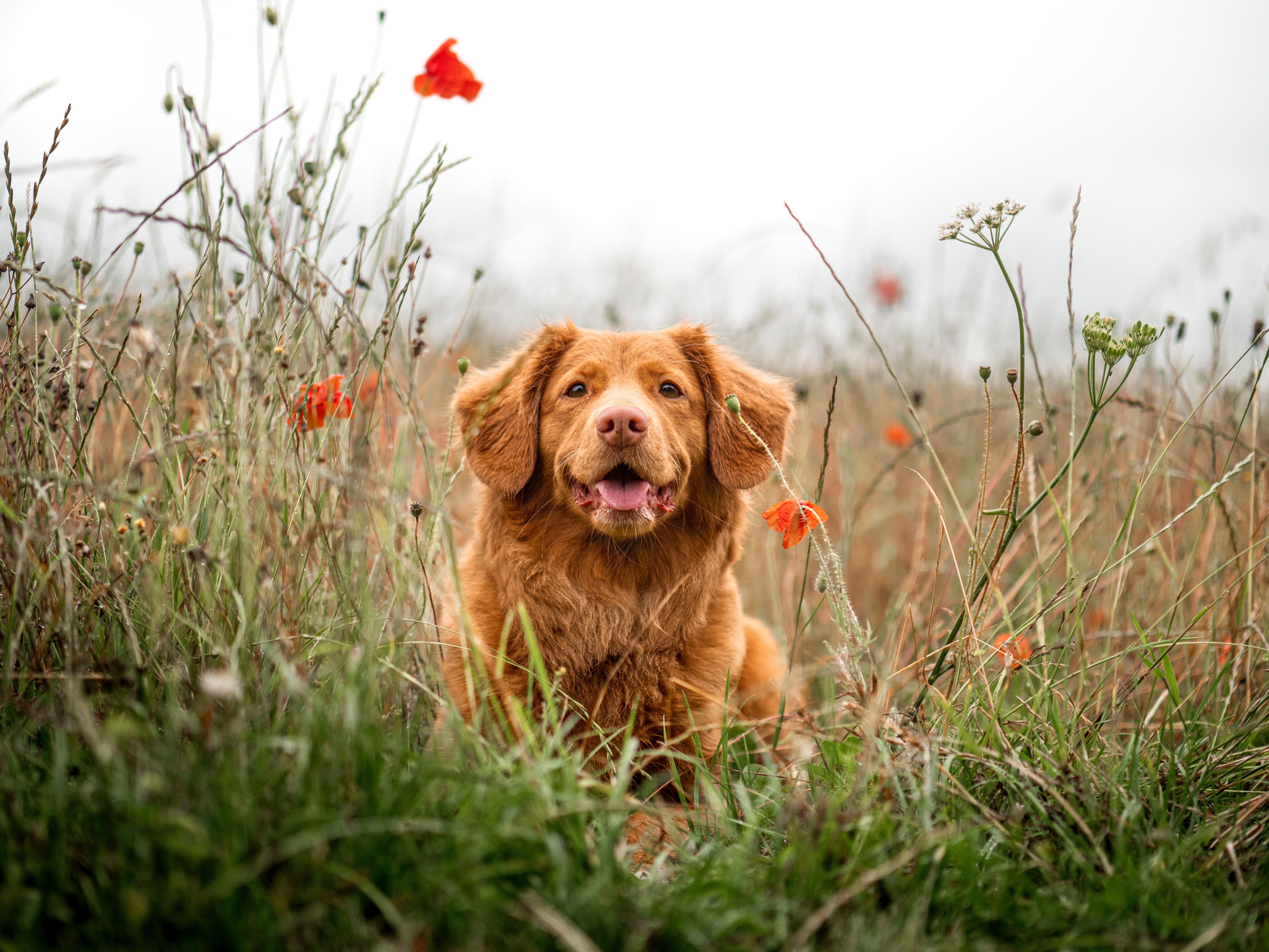 Download mobile wallpaper Tongue Stuck Out, Protruding Tongue, Retriever, Dog, Pet, Flowers, Animals for free.