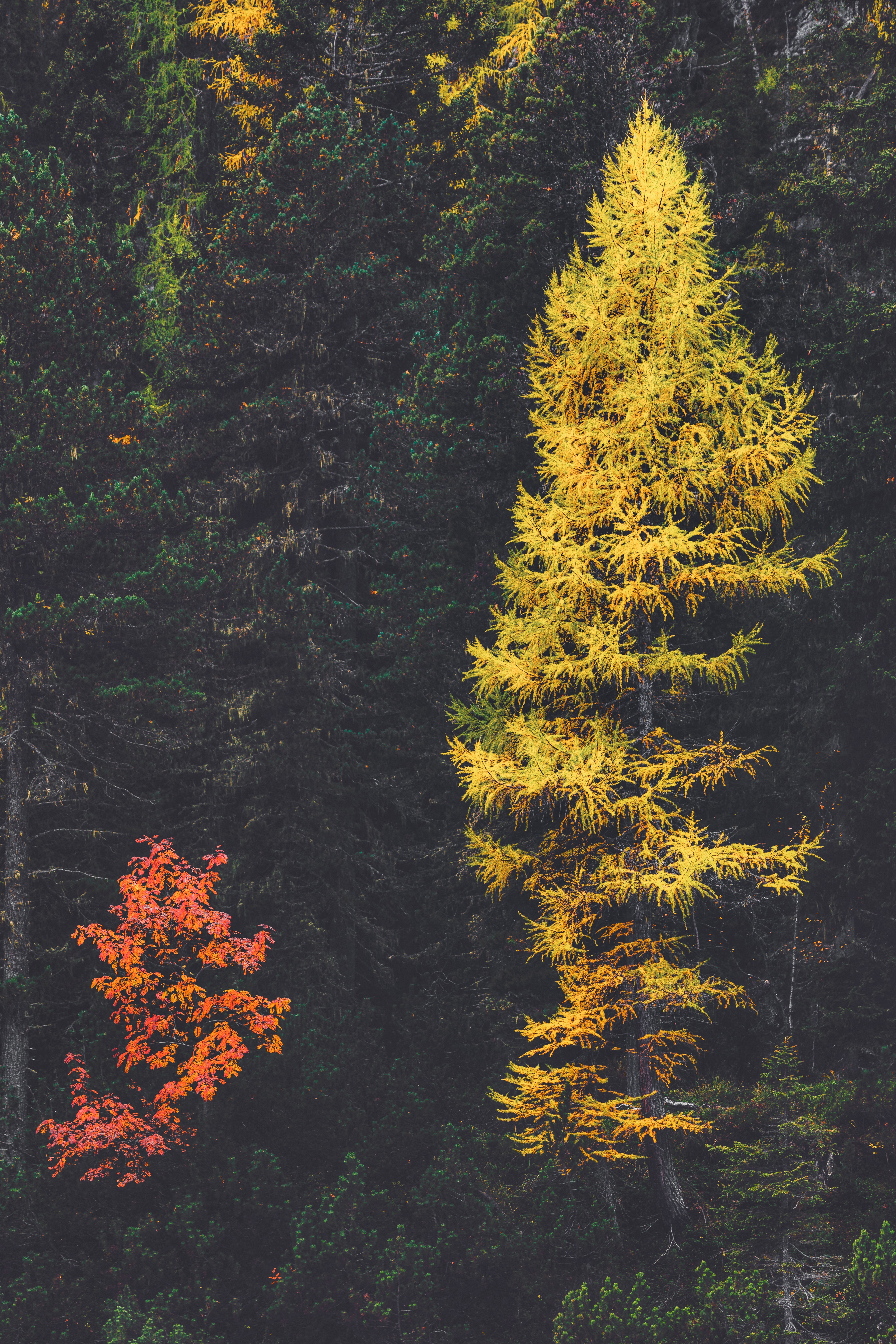 nature, trees, coniferous, forest, larch cellphone