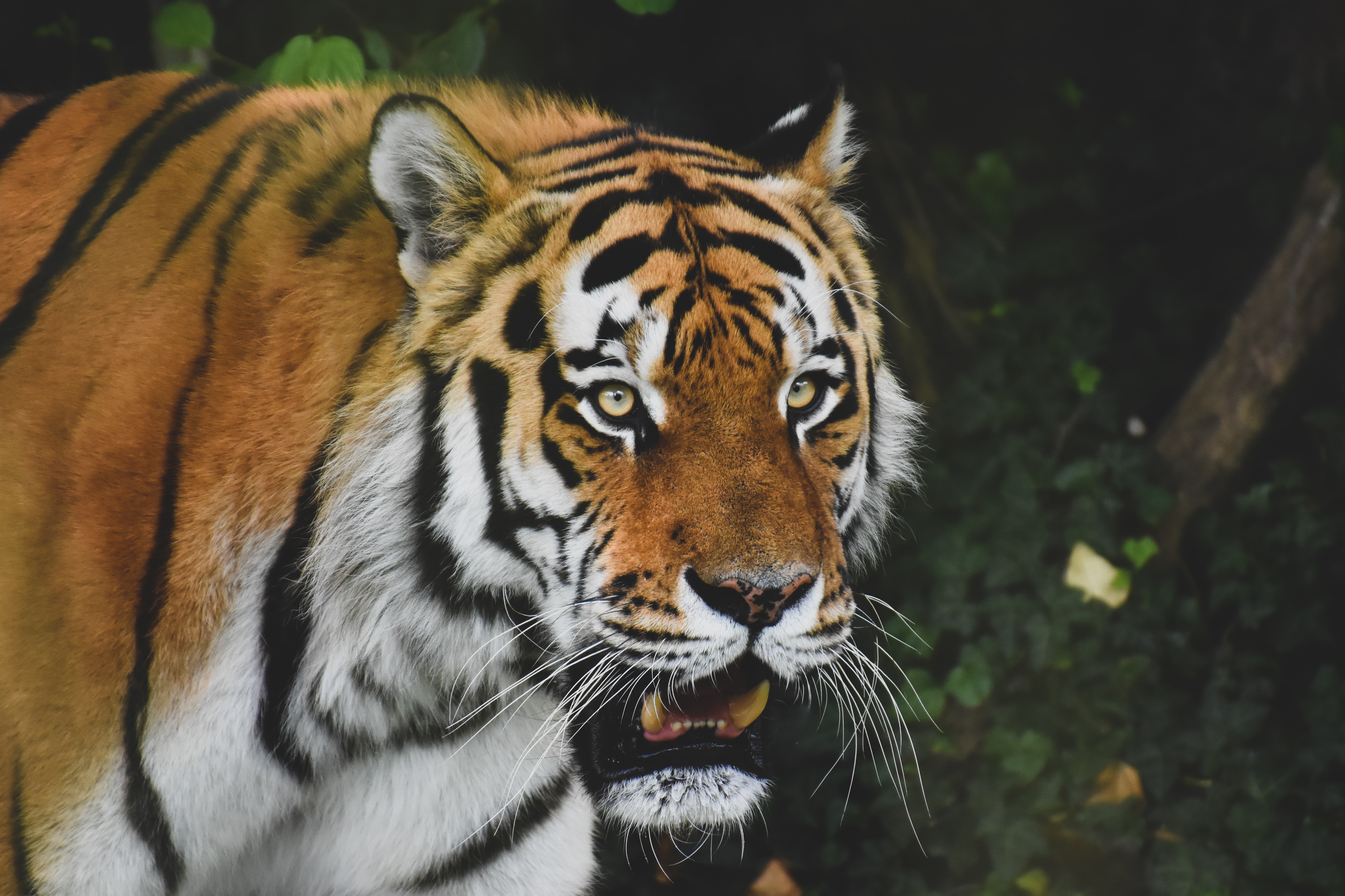 Download mobile wallpaper Roar, Sight, Opinion, Animals, Predator, Big Cat, Tiger, Animal for free.