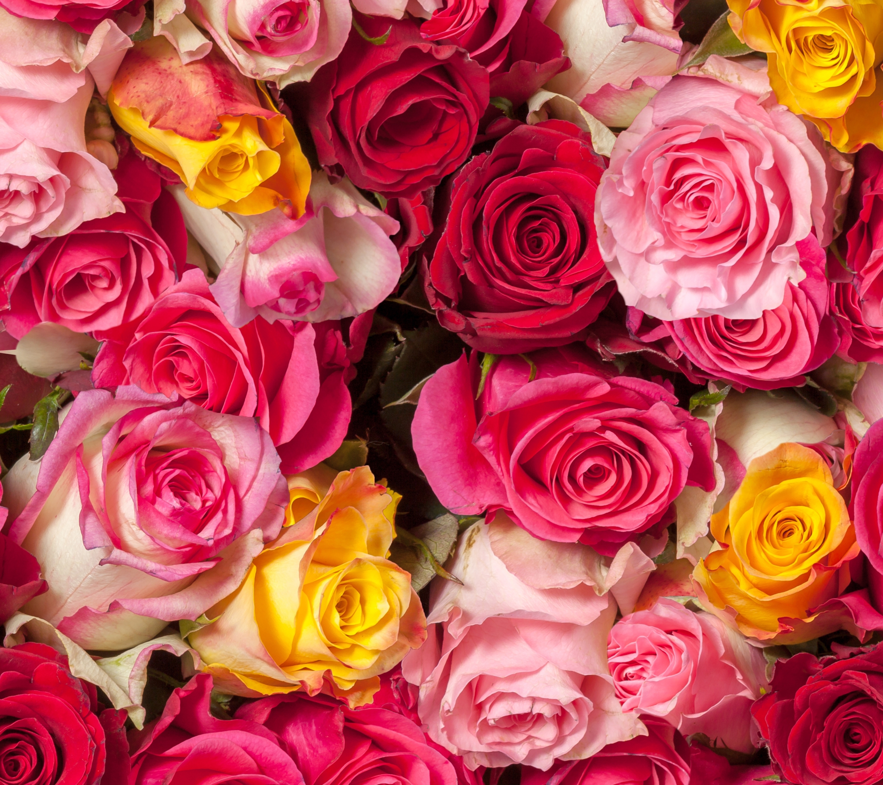 цветы много роз картинки