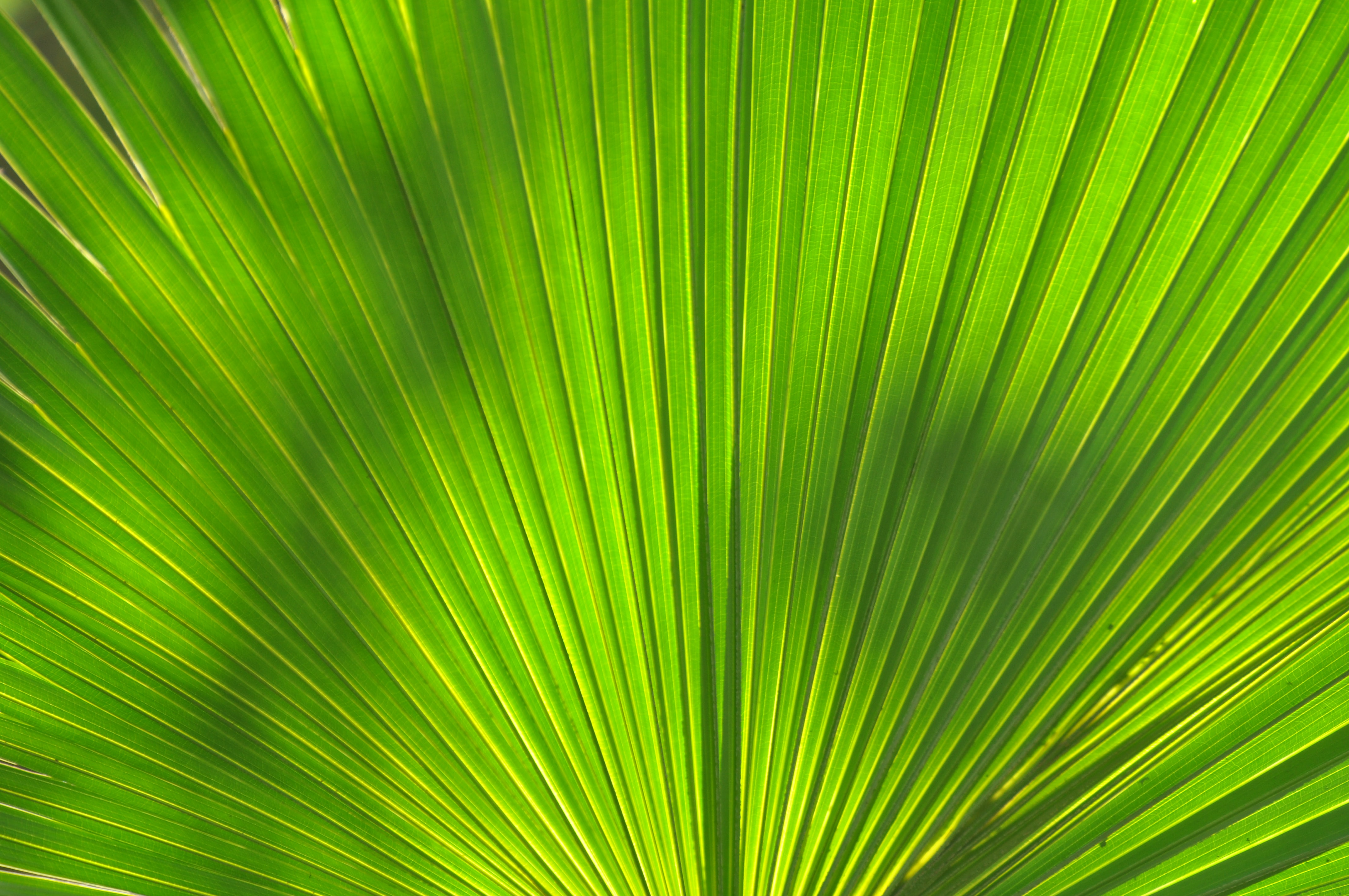 128896 Hintergrundbild herunterladen makro, palme, palm, blatt, streifen, venen - Bildschirmschoner und Bilder kostenlos