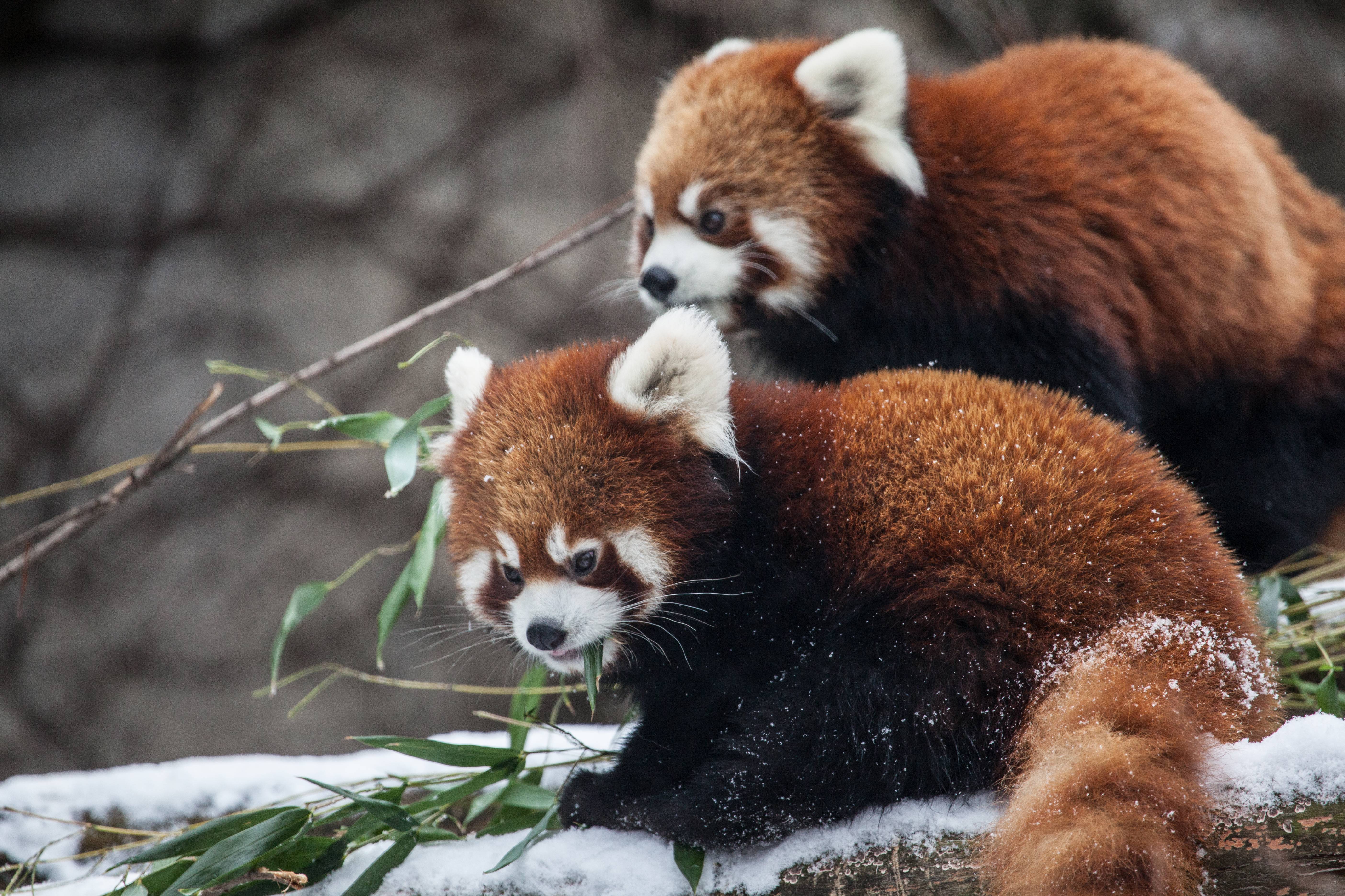 739061 Hintergrundbild herunterladen tiere, kleiner panda, chicago, zoo - Bildschirmschoner und Bilder kostenlos