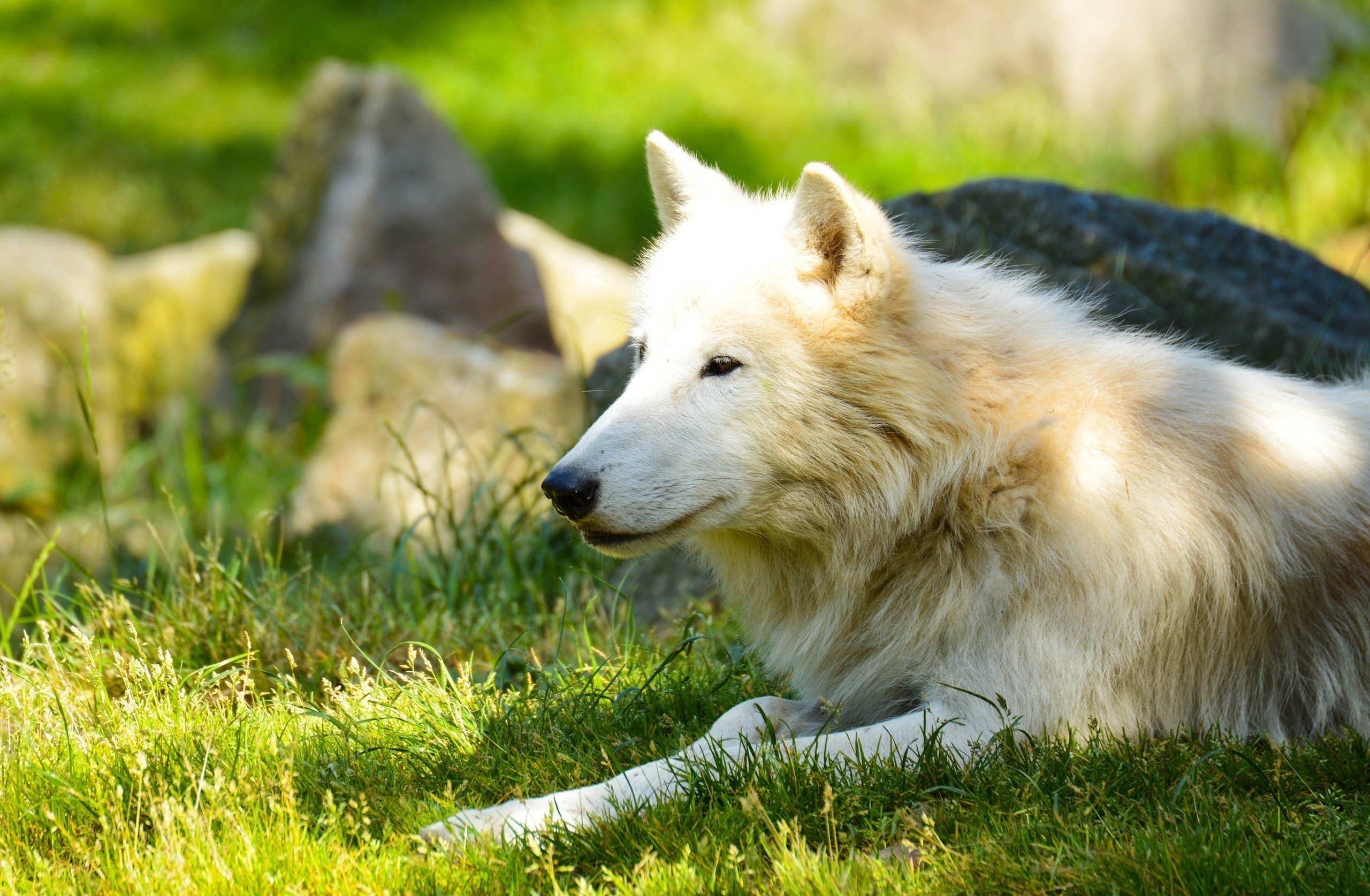 343352 скачать обои белый волк, животные, волк, солнечный свет, волки - заставки и картинки бесплатно