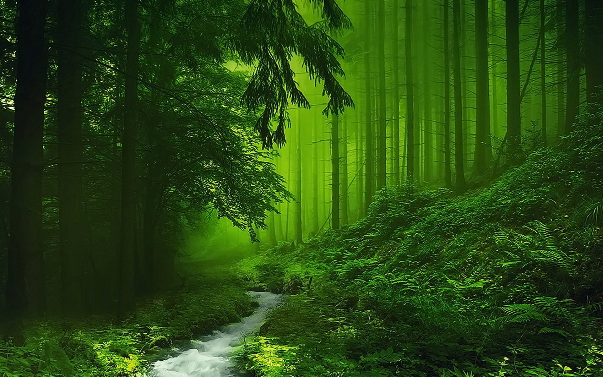 greenery, tree, nature, forest, earth, fog, stream
