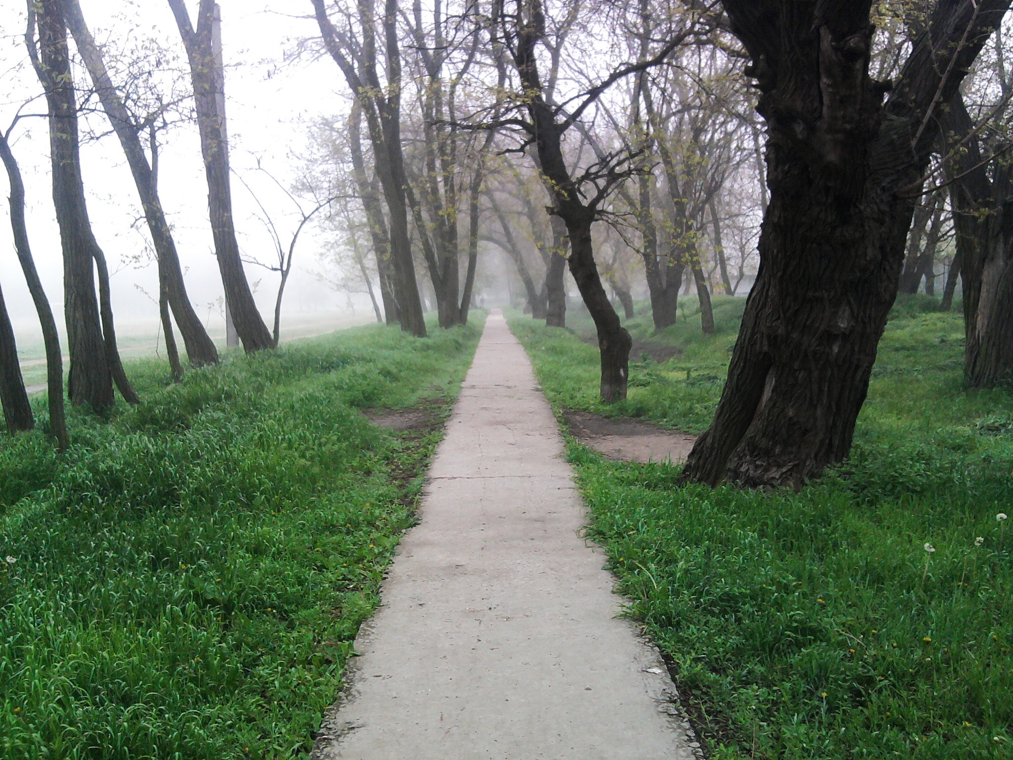 nature, forest, fog, path, trail, melancholy, yearning