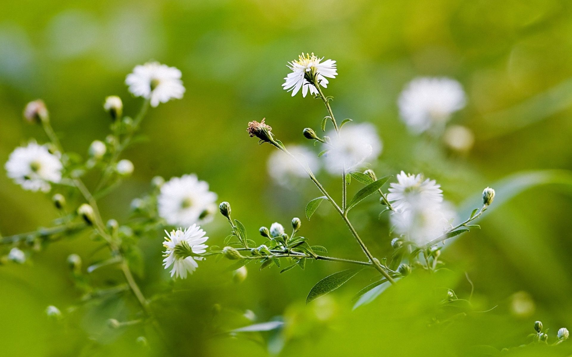 Free download wallpaper Flowers, Blur, Smooth, Greens, Field on your PC desktop