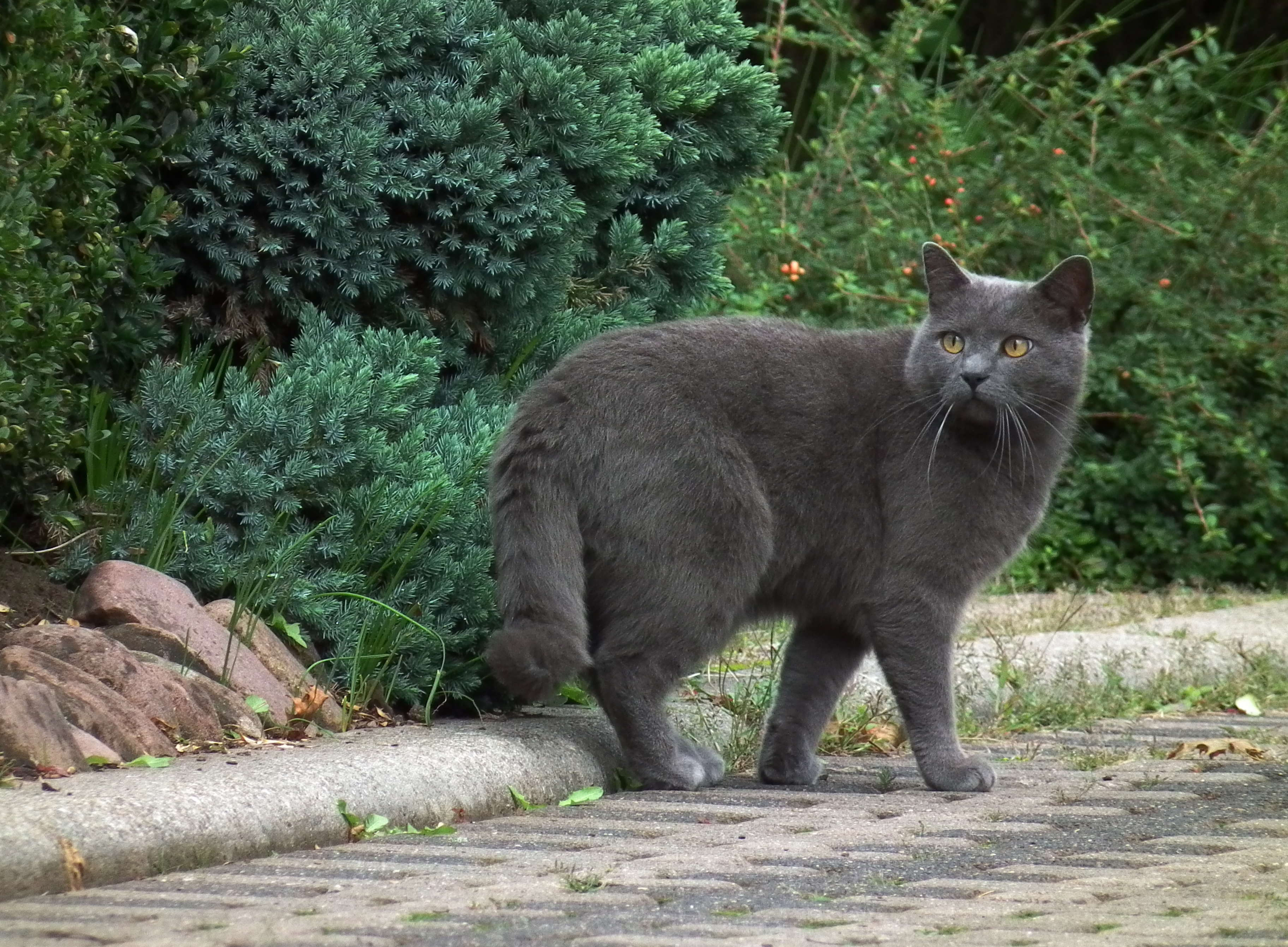animals, cat, grey, stroll, breed, chartreuse