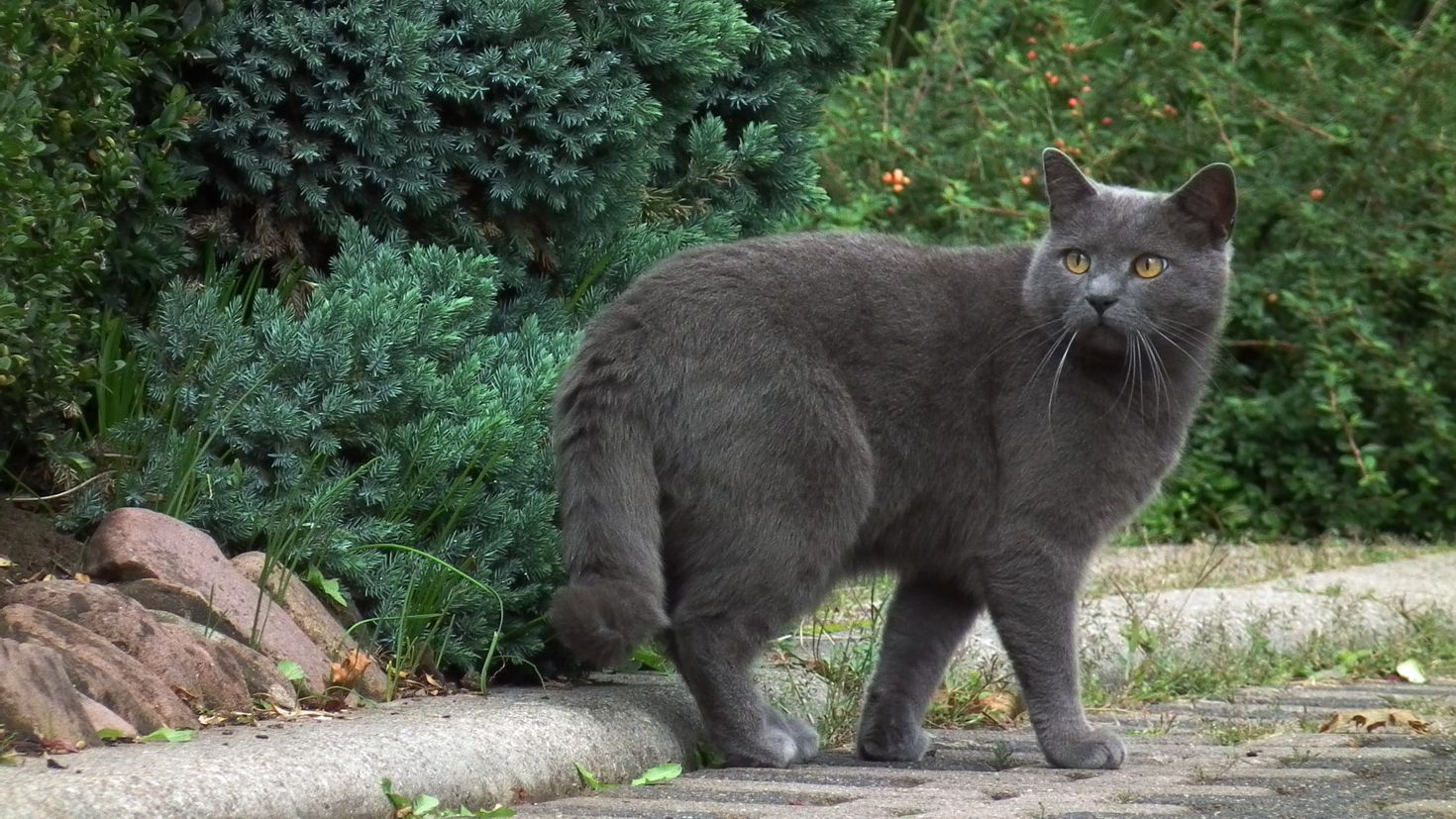 French cat. Шартрез кошка. Картезианская кошка шартрез. Шартрез порода кошек. Британская кошка шартрез.