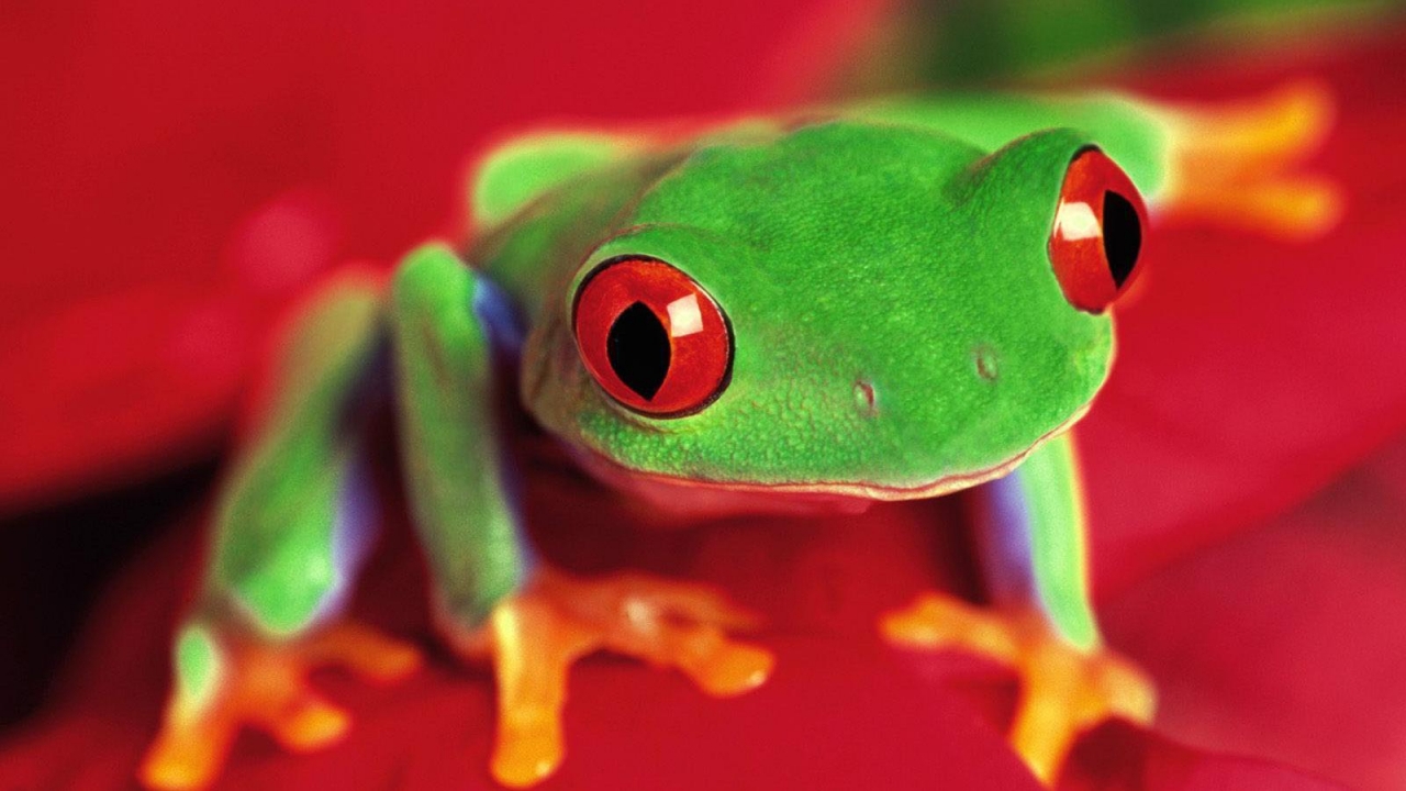 Baixar papel de parede para celular de Animais, Frogs gratuito.