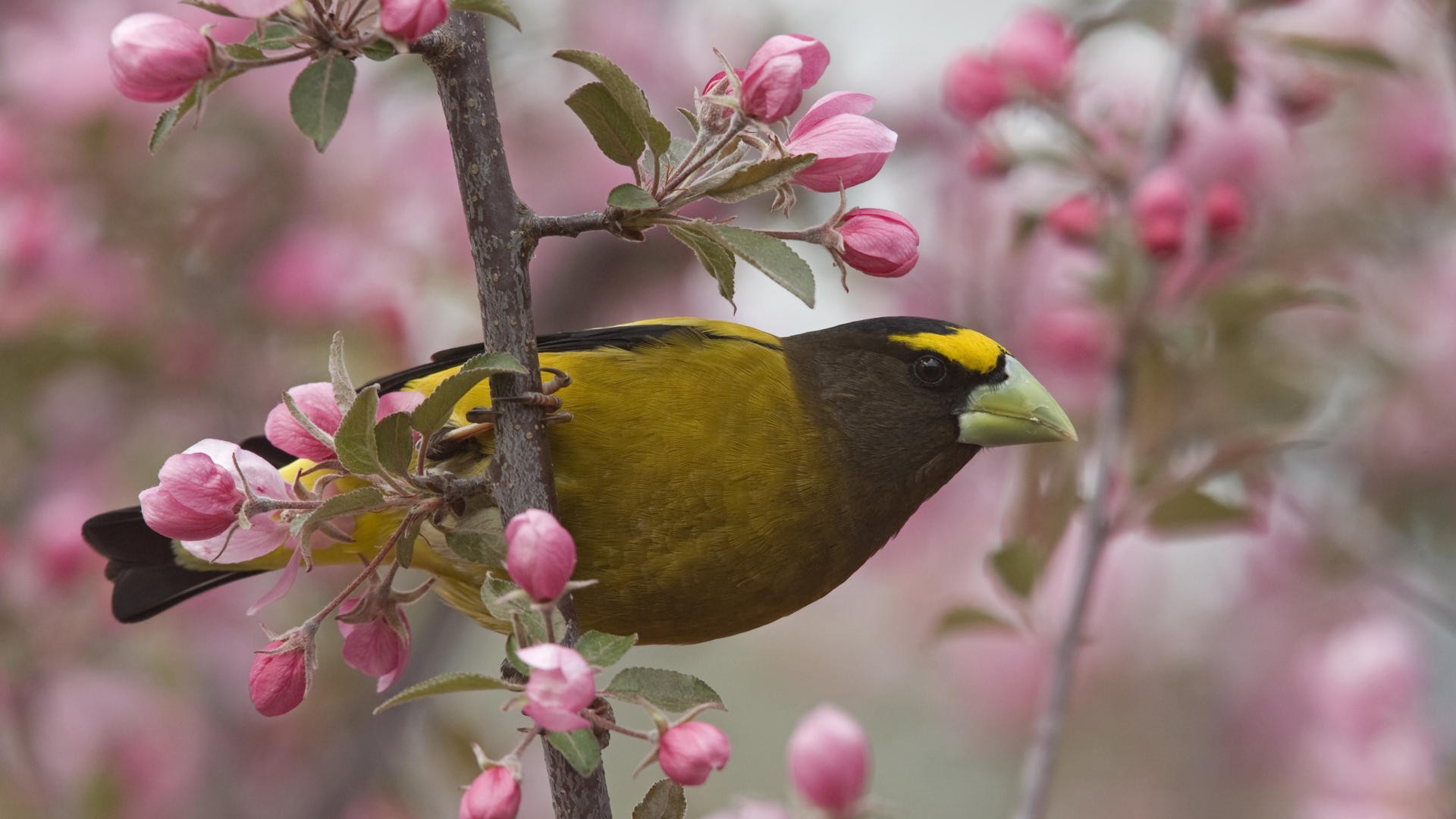 Весна птицы фото
