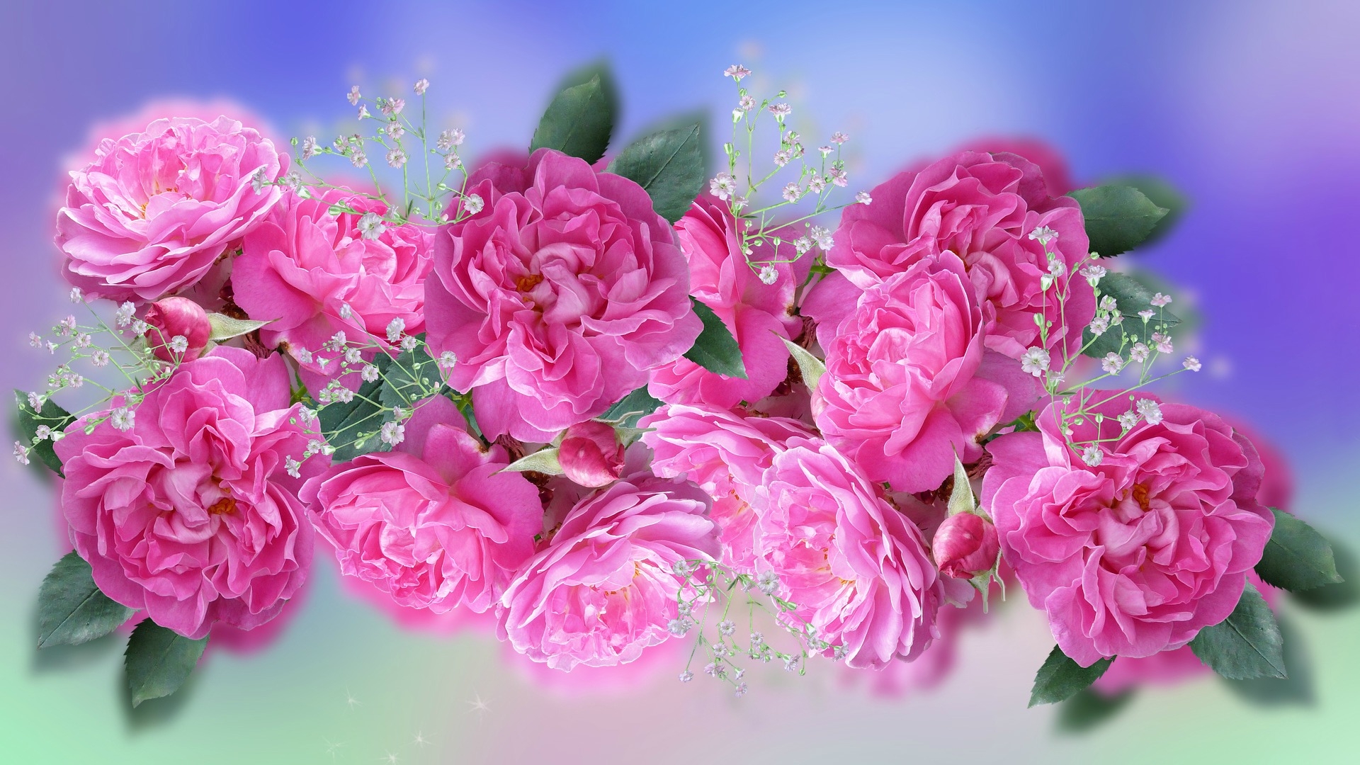 428714 免費下載壁紙 自然, 玫瑰, 满天星, 粉红色的花, 粉红玫瑰, 花卉 屏保和圖片