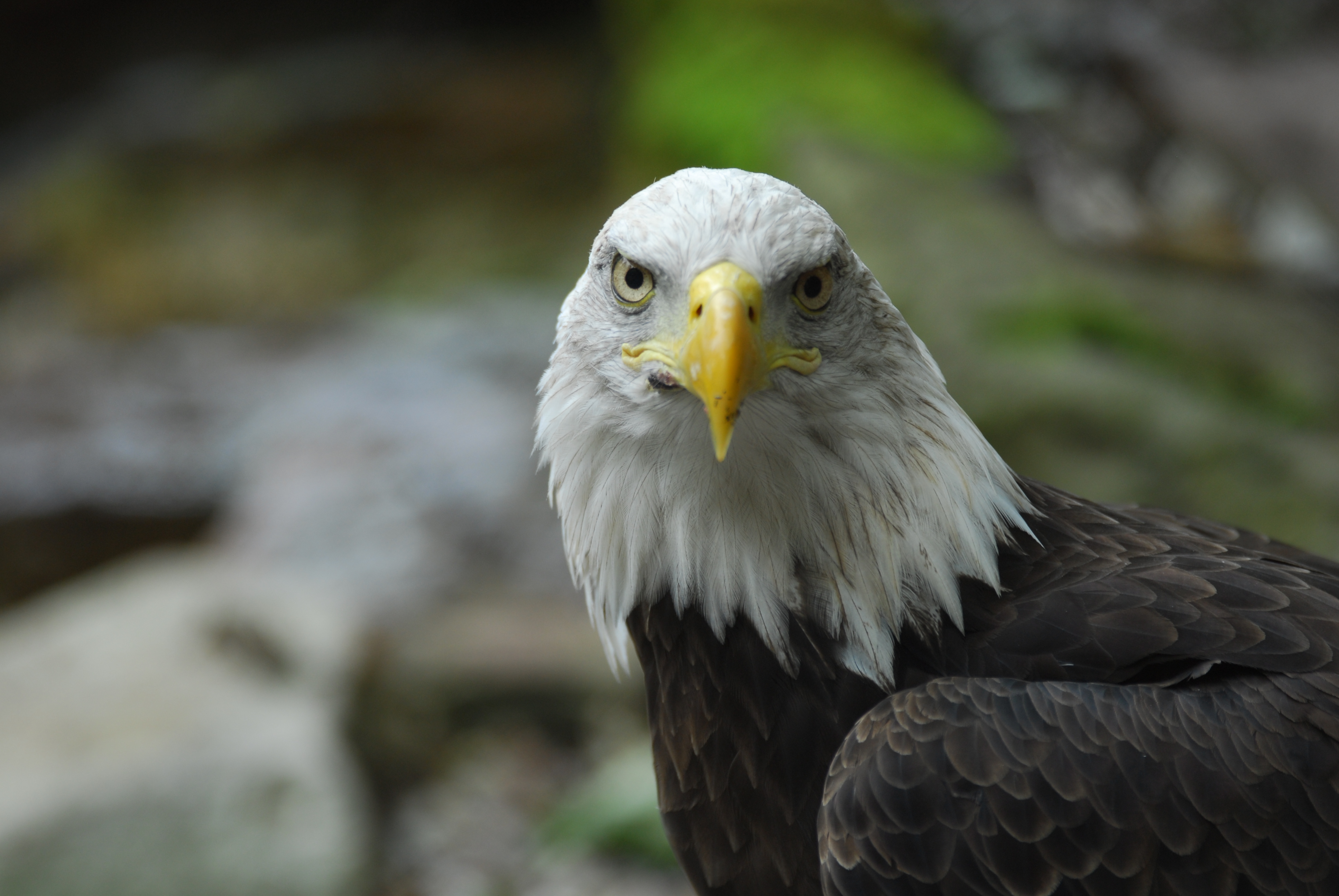 bald eagle, animals, feather, bird, beak, predator, eagle, white headed eagle Full HD