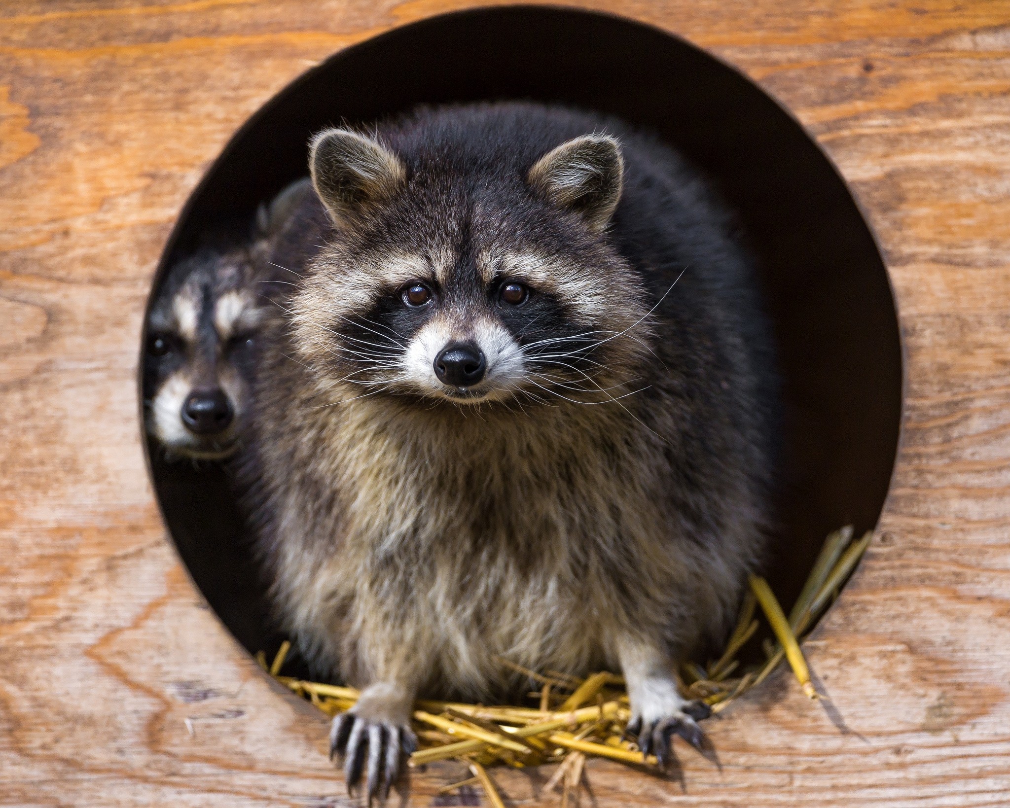 Download mobile wallpaper Striped, Animals, Grass, Beast, Raccoon, Pair, Couple for free.