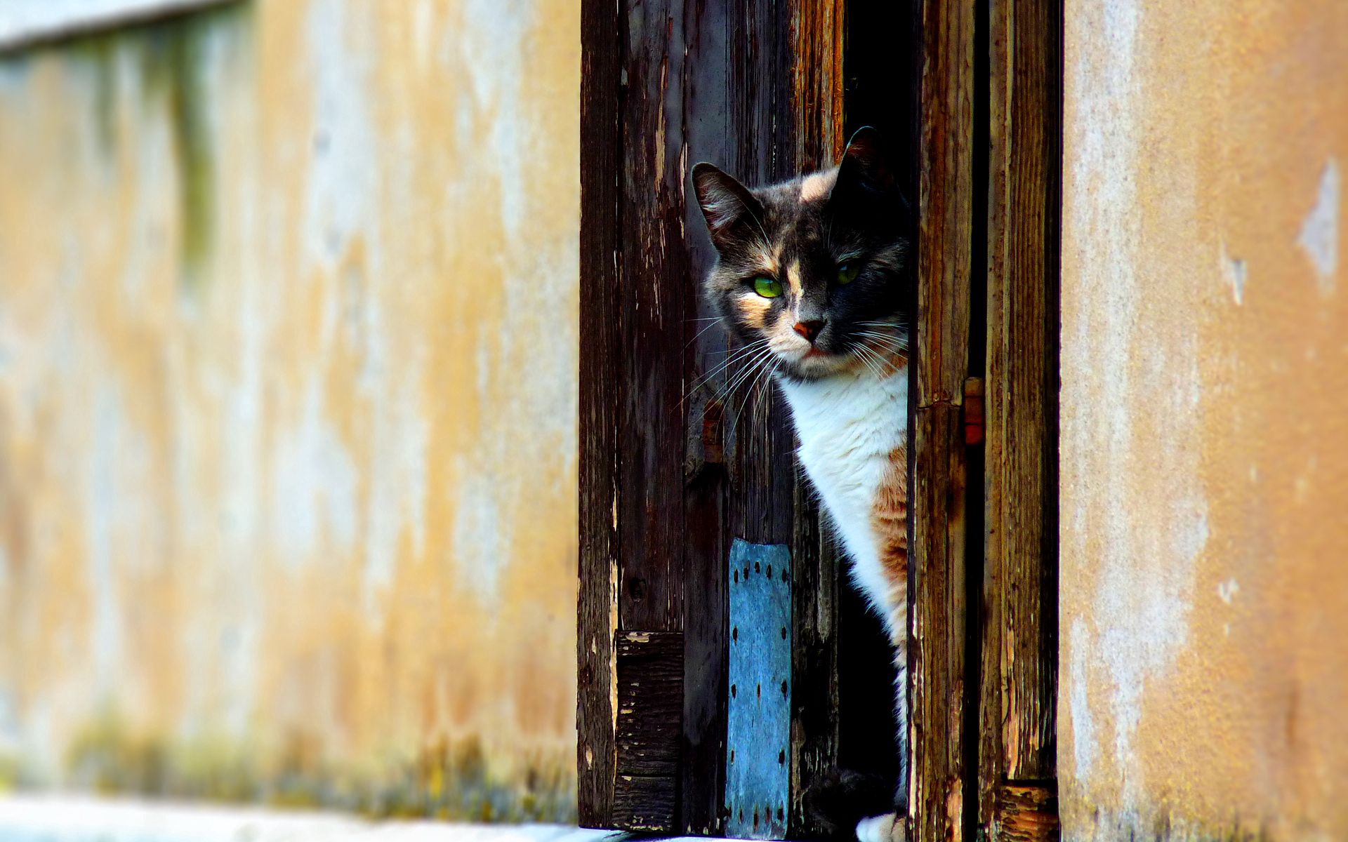 animals, cat, spotted, spotty, door, peek out, look out cell phone wallpapers