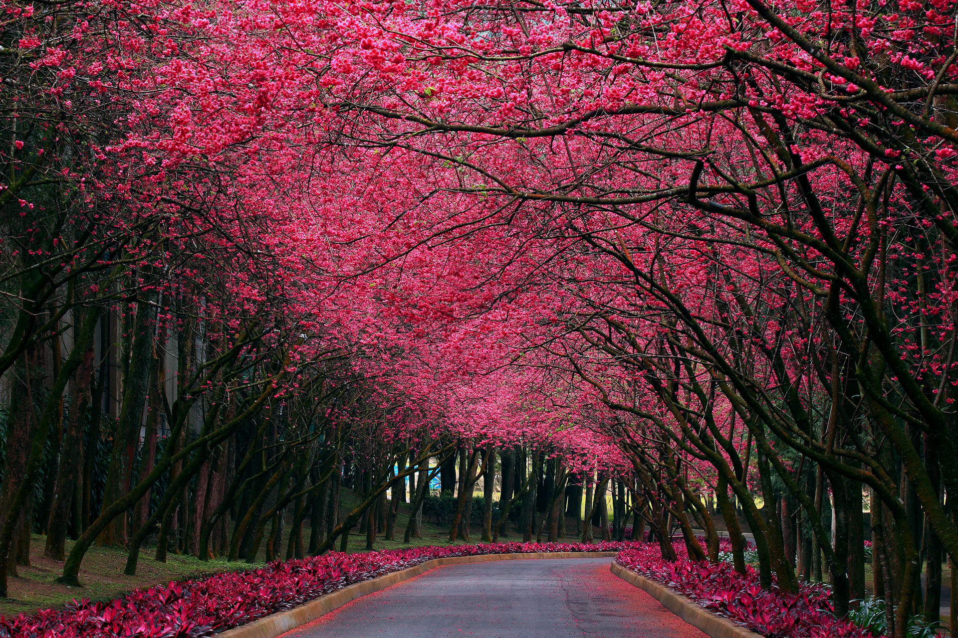 Download mobile wallpaper Landscape, Trees, Roads, Flowers for free.