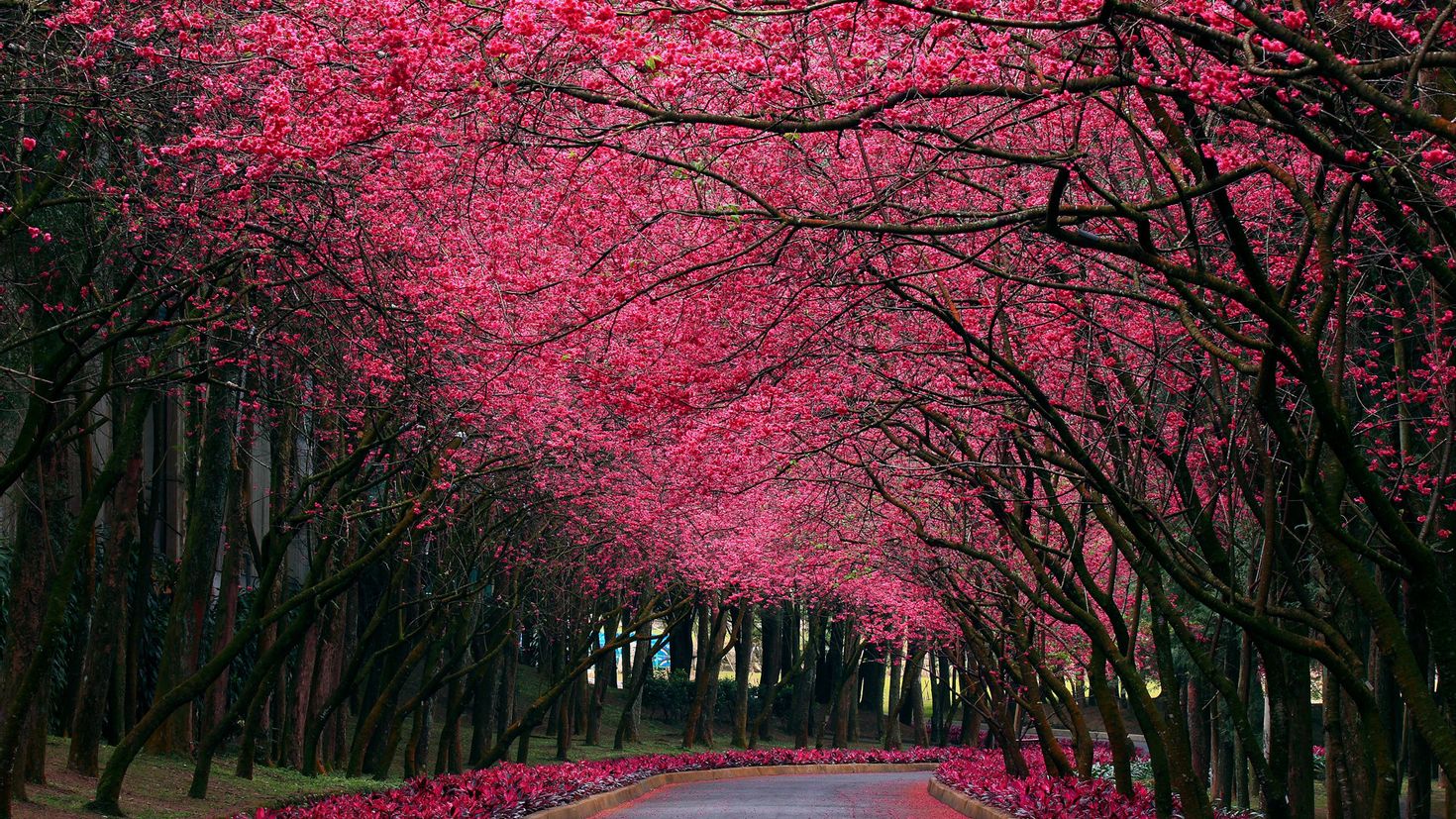 Pink черри блоссом дерево деревья парк