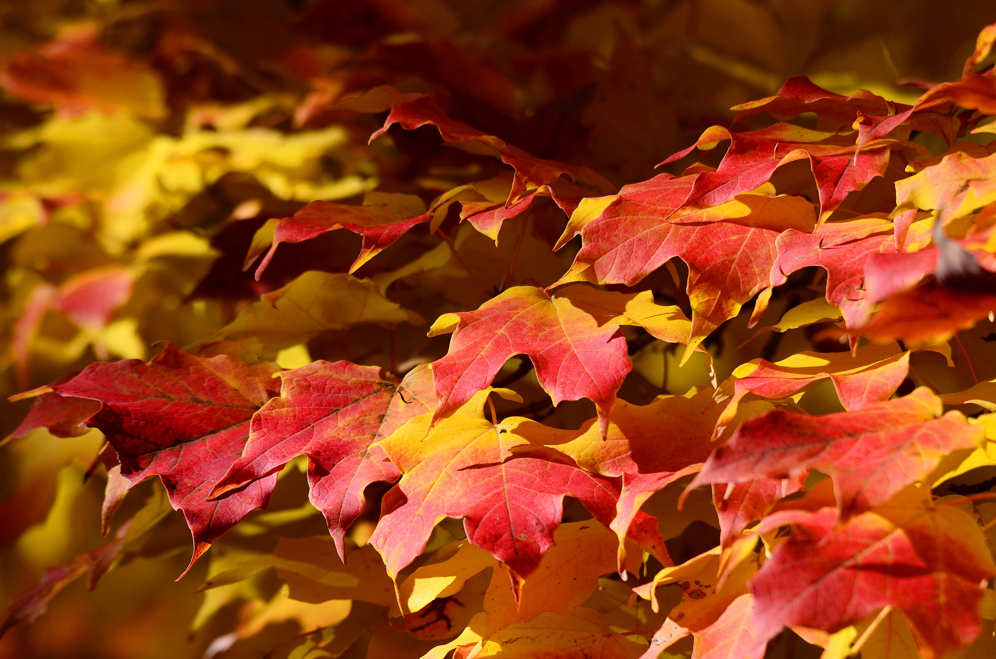 красивое фото листьев осени