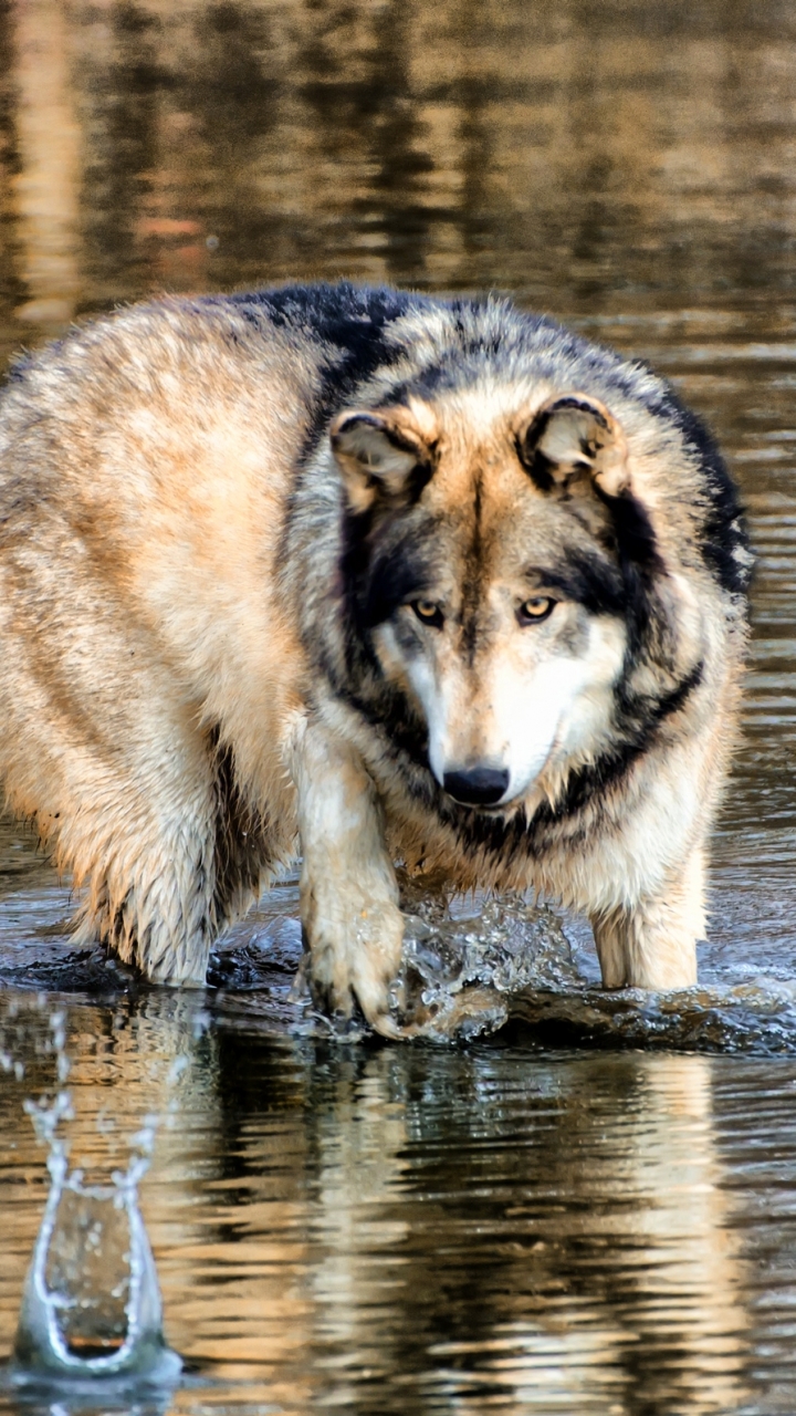 Водяной волк