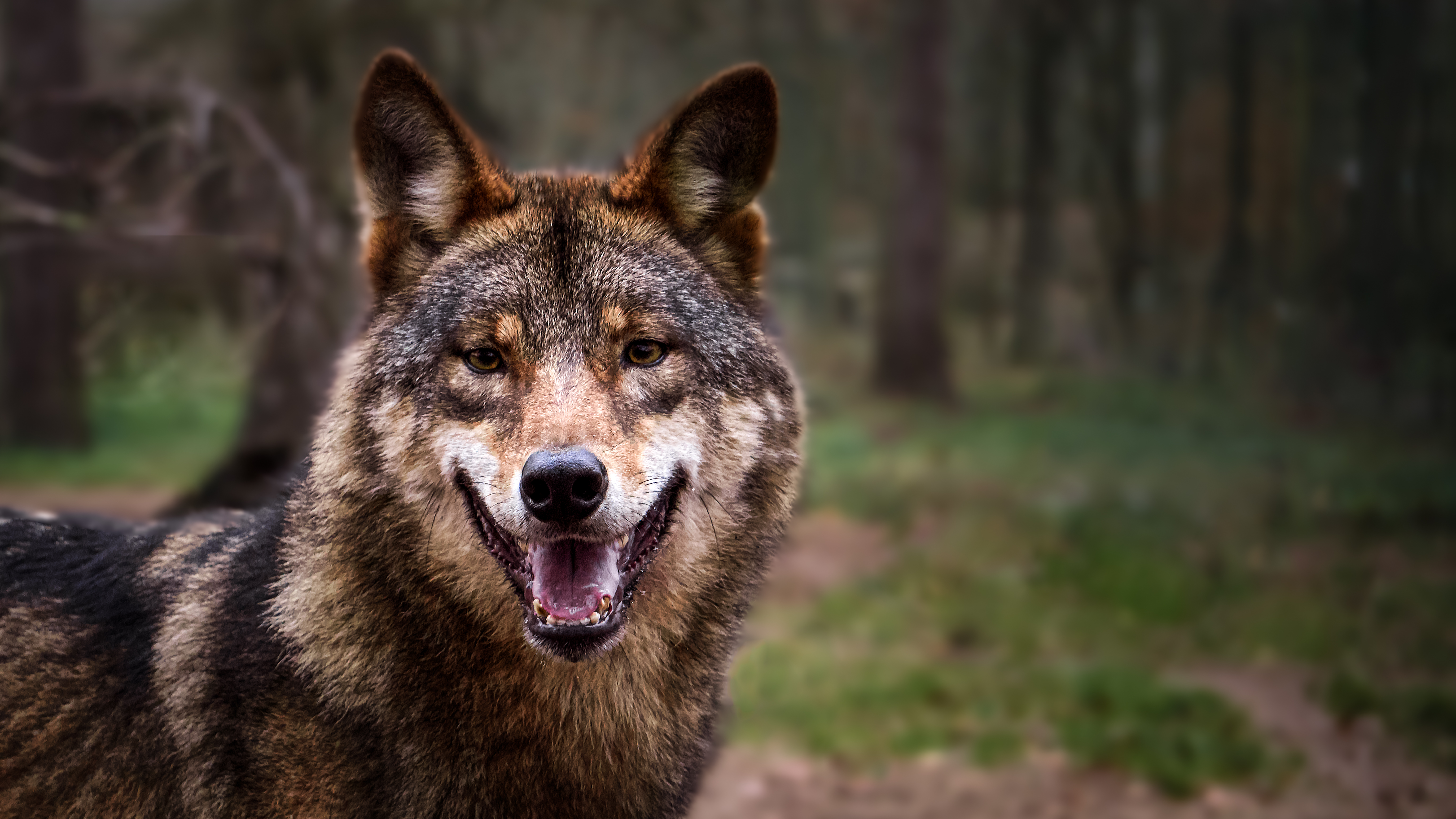 無料モバイル壁紙動物, 森林, 森, プレデター, 灰色, 捕食者, 狼をダウンロードします。