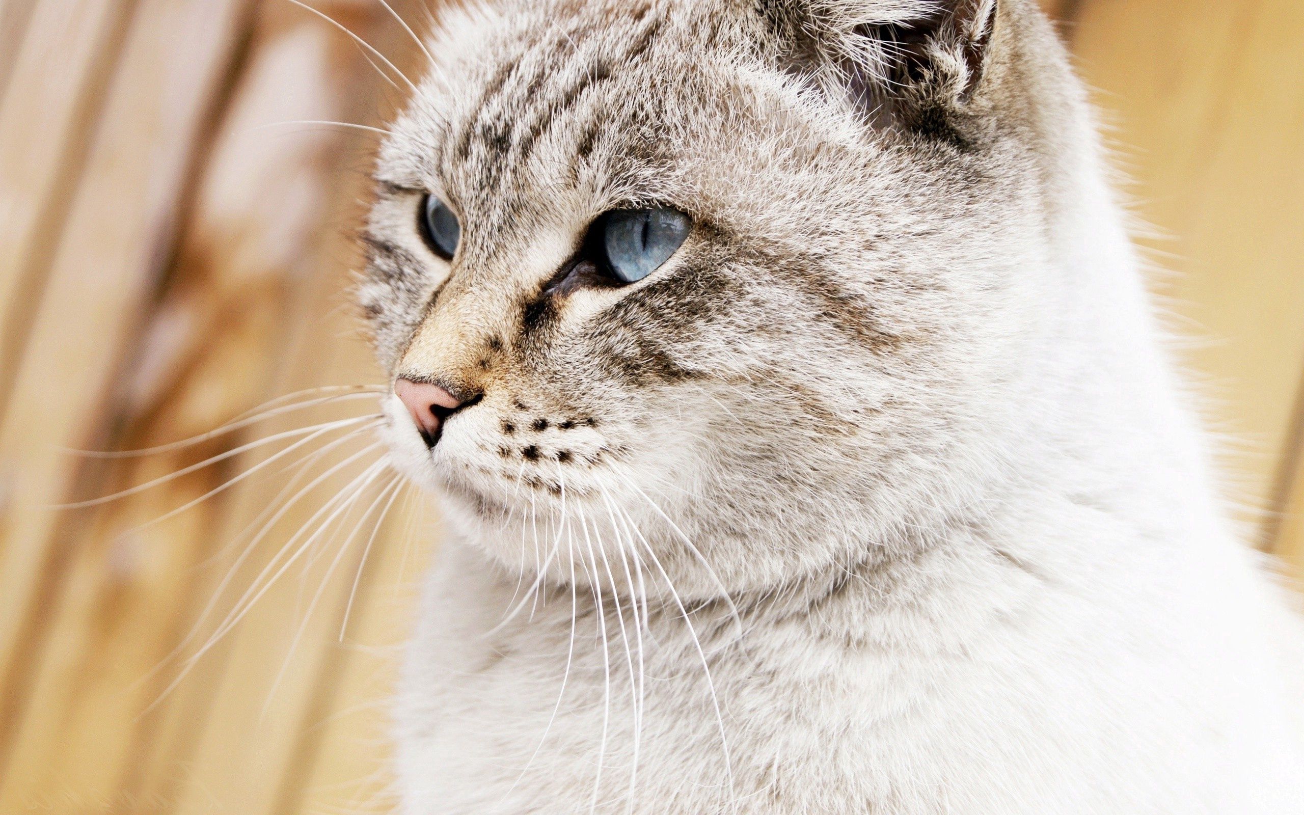 145854画像をダウンロード動物, ネコ, 猫, 銃口, 綺麗な, 美しい, 青い目をした, 青い目-壁紙とスクリーンセーバーを無料で