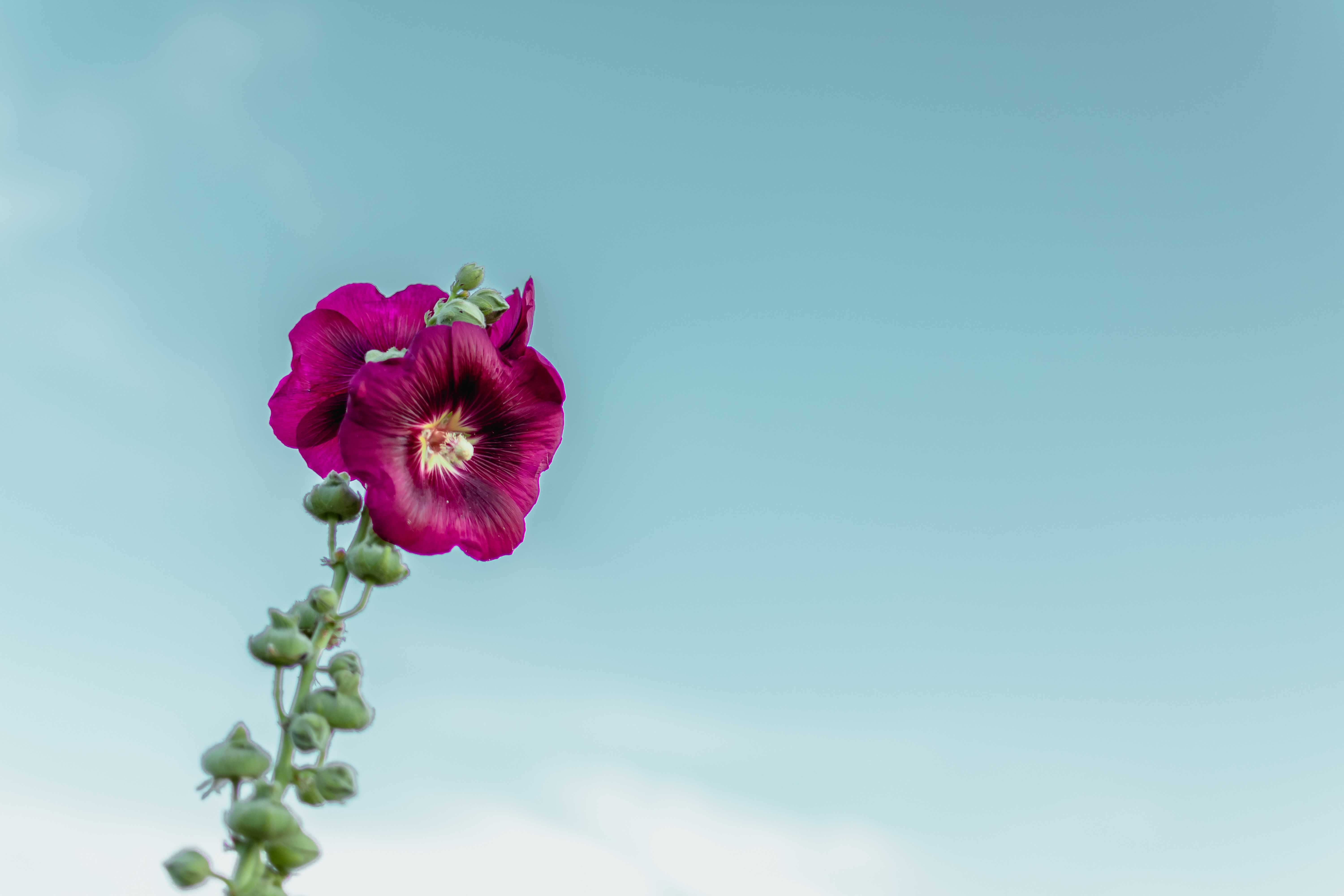 Download PC Wallpaper violet, flowers, sky, flower, purple, mallow