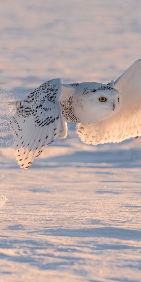 Snowbird Flight