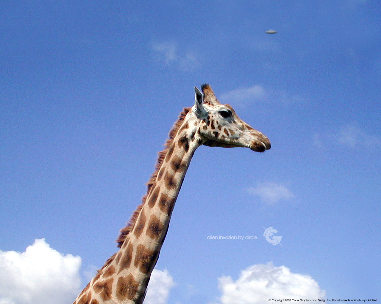animal, giraffe Full HD