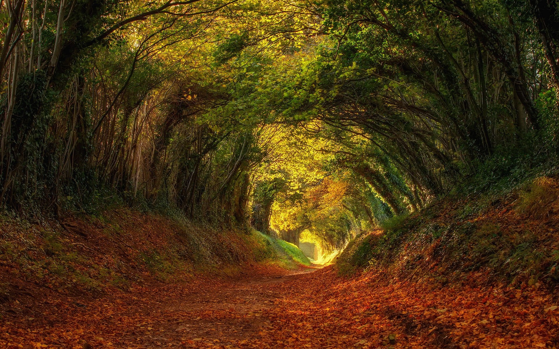 Осень арка лес