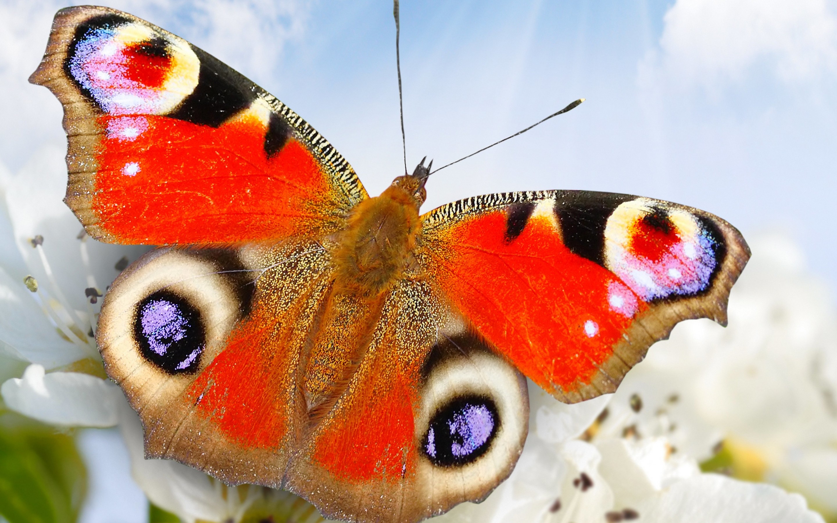 Бабочка с яркими крыльями. Бабочка крапчатый Арлекин. Красивые бабочки. Яркие бабочки. Пестрая бабочка.