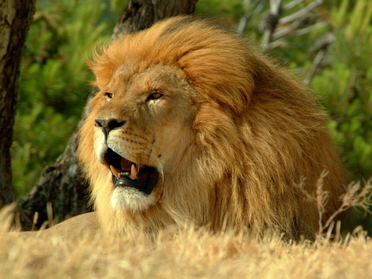 lions, animals, yellow wallpapers for tablet