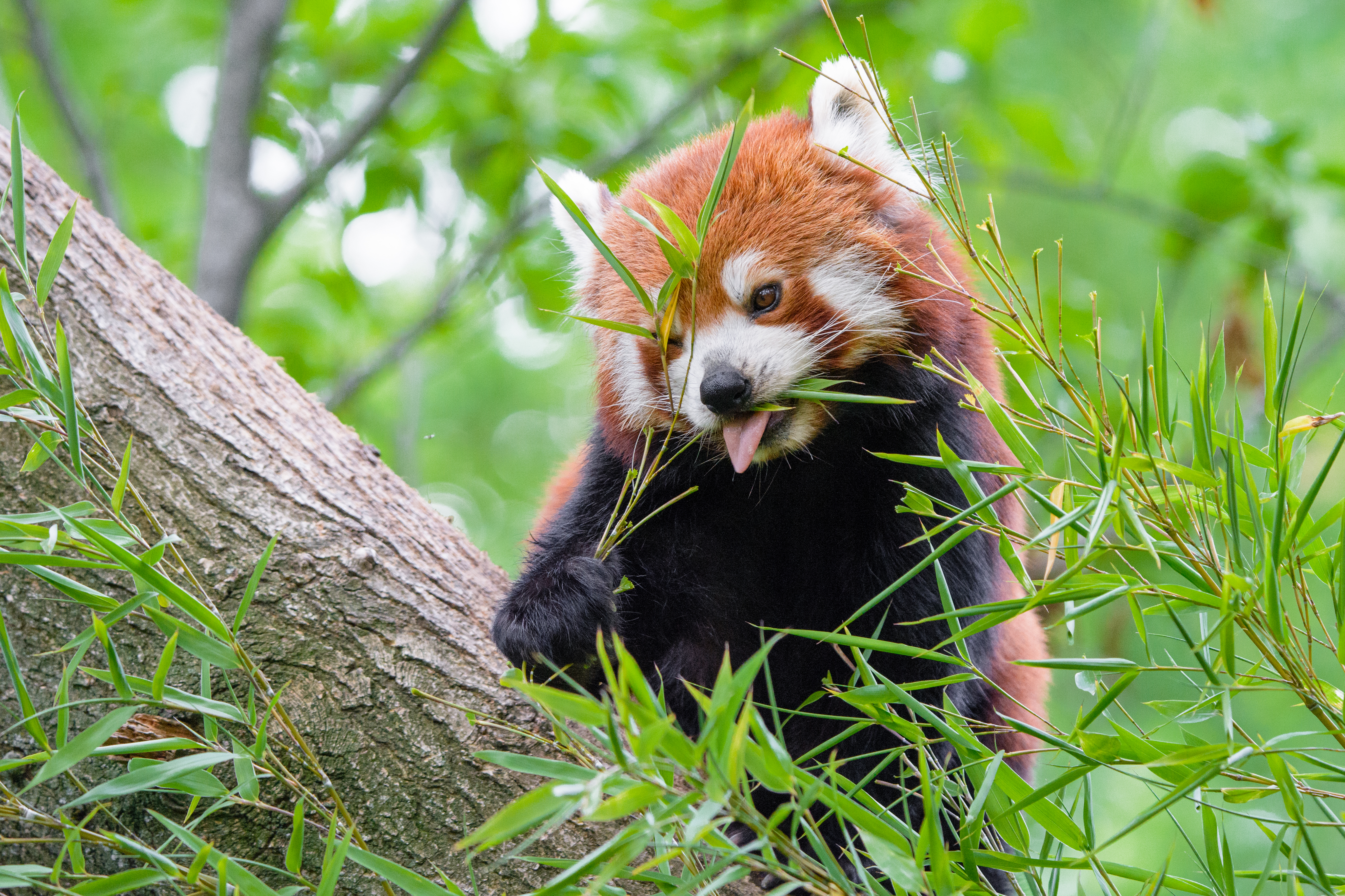 82510 Hintergrundbild herunterladen tiere, lebensmittel, hervorstehende zunge, zunge herausgeklemmt, roter panda, feuriger panda, fiery panda - Bildschirmschoner und Bilder kostenlos