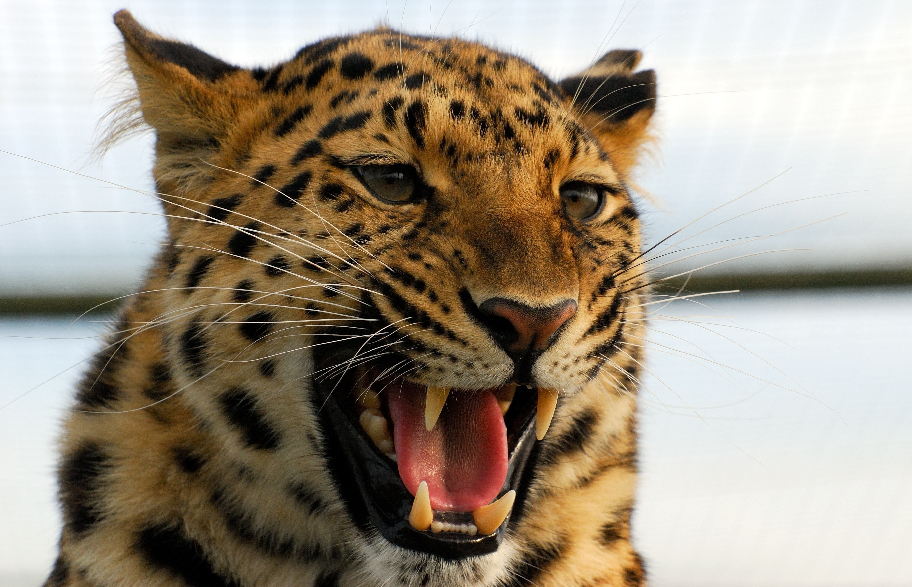 leopard, predator, animals, aggression, grin, big cat 1080p