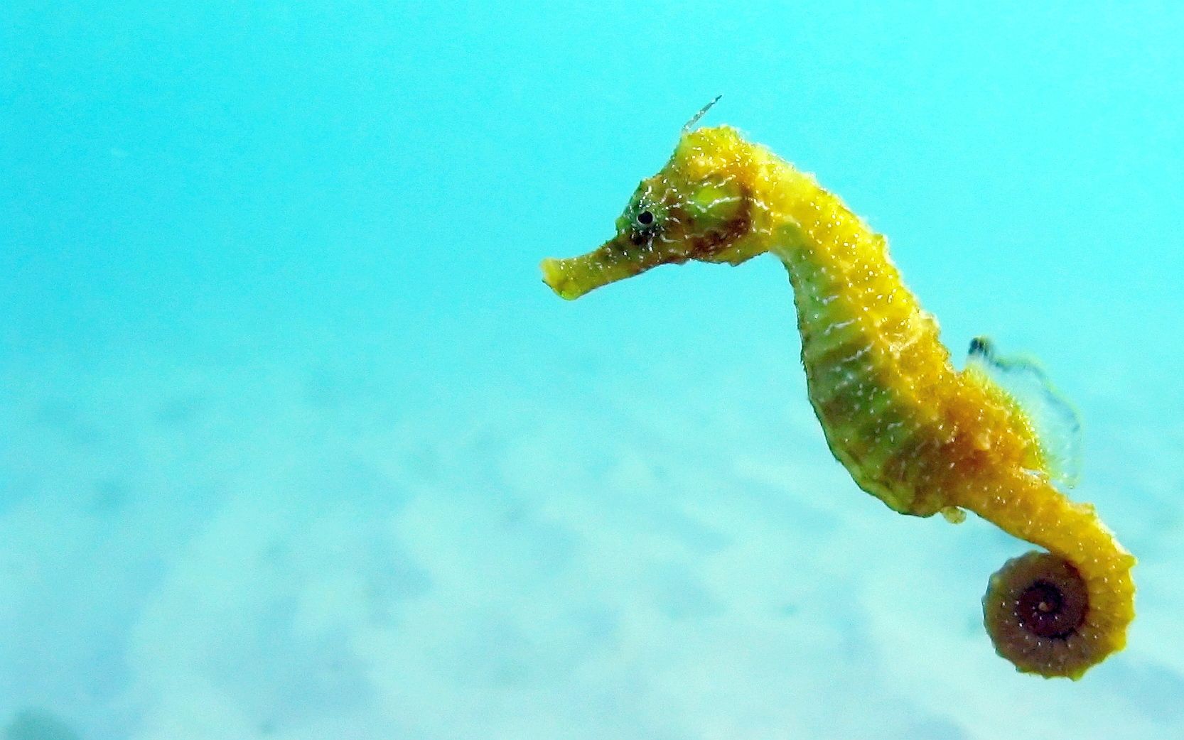 android animal, seahorse