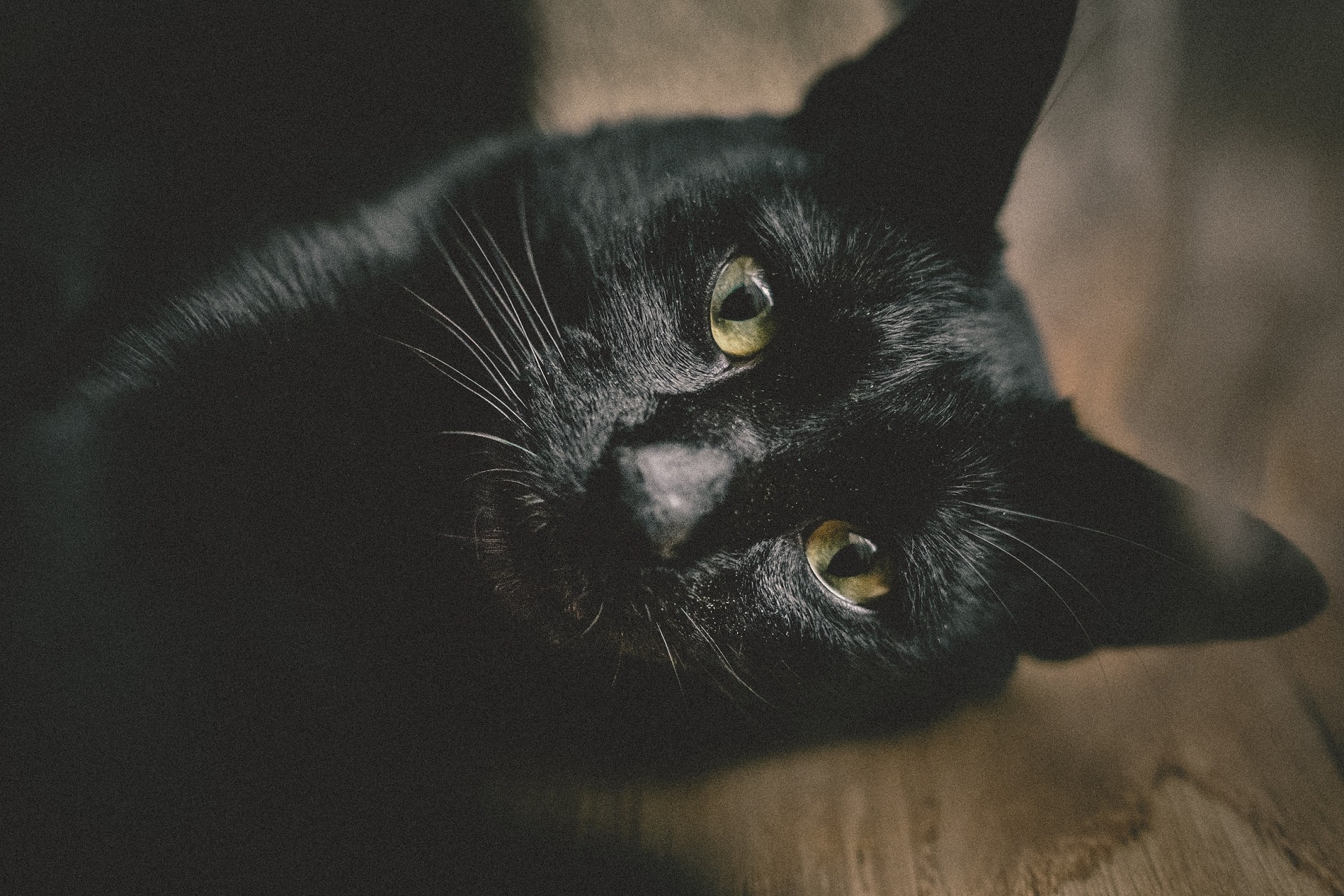 Мордочка черной кошки
