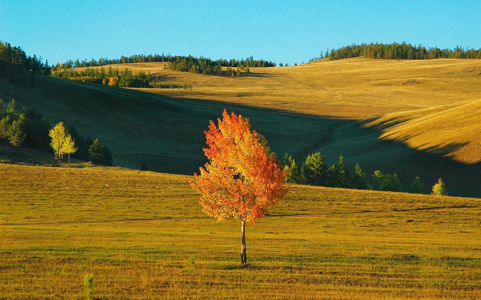 autumn, yellow, nature, field, shadows, siberia, birch 8K