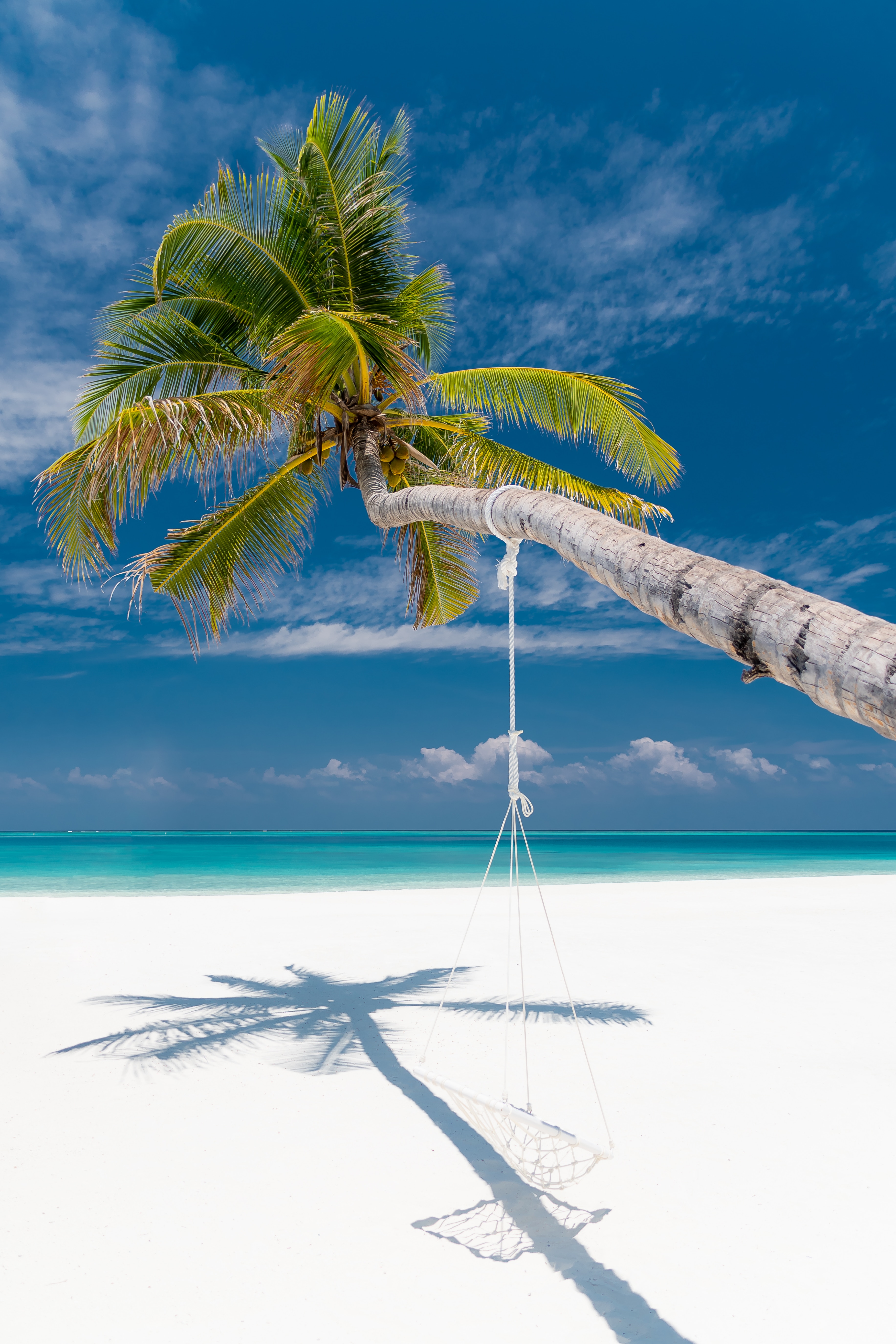 beach, nature, sea, summer, palm, tropics cellphone