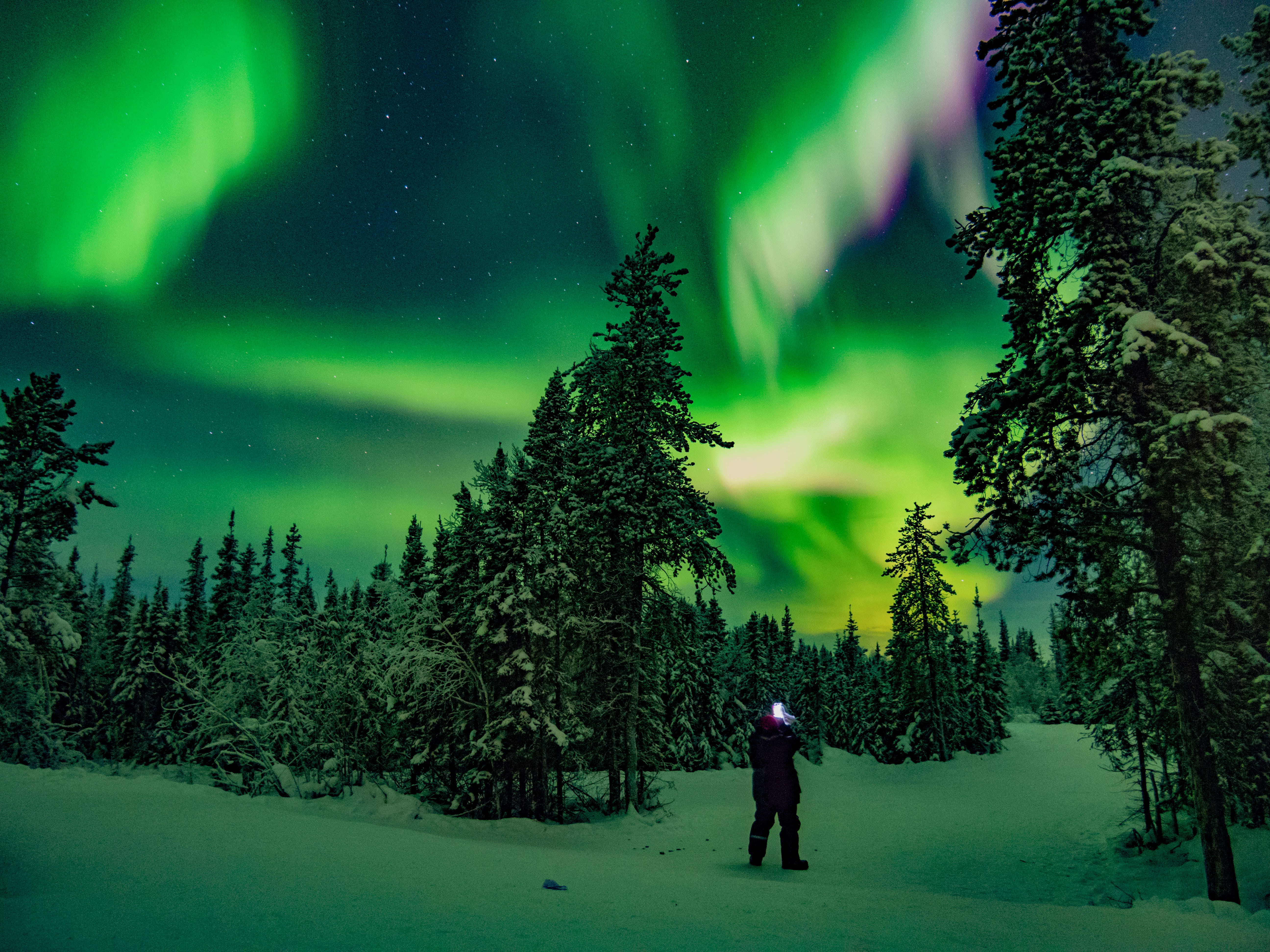Laden Sie das Natur, Silhouette, Aurora Borealis, Norden, Übernachtung, Wald, Nordlichter, Winter-Bild kostenlos auf Ihren PC-Desktop herunter