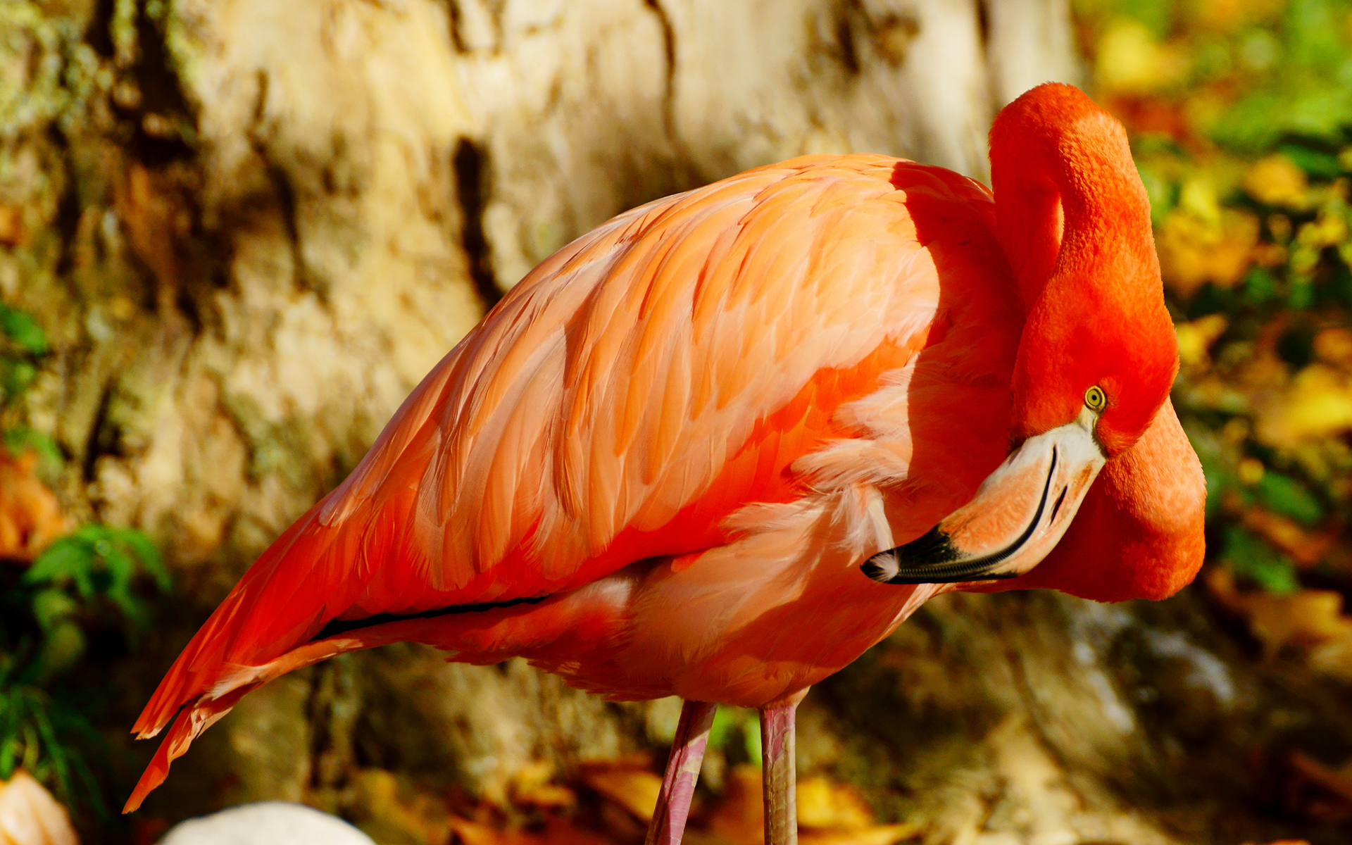 276508 Bildschirmschoner und Hintergrundbilder Flamingo auf Ihrem Telefon. Laden Sie  Bilder kostenlos herunter