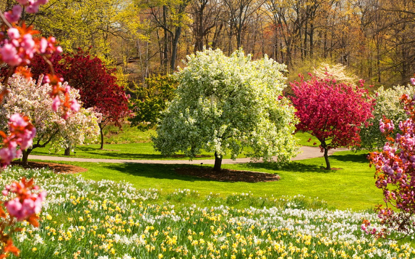 1499997 下載圖片 自然, 春季, 开花, 地球, 公园, 粉色的, 树, 白色的 - 免費壁紙和屏保