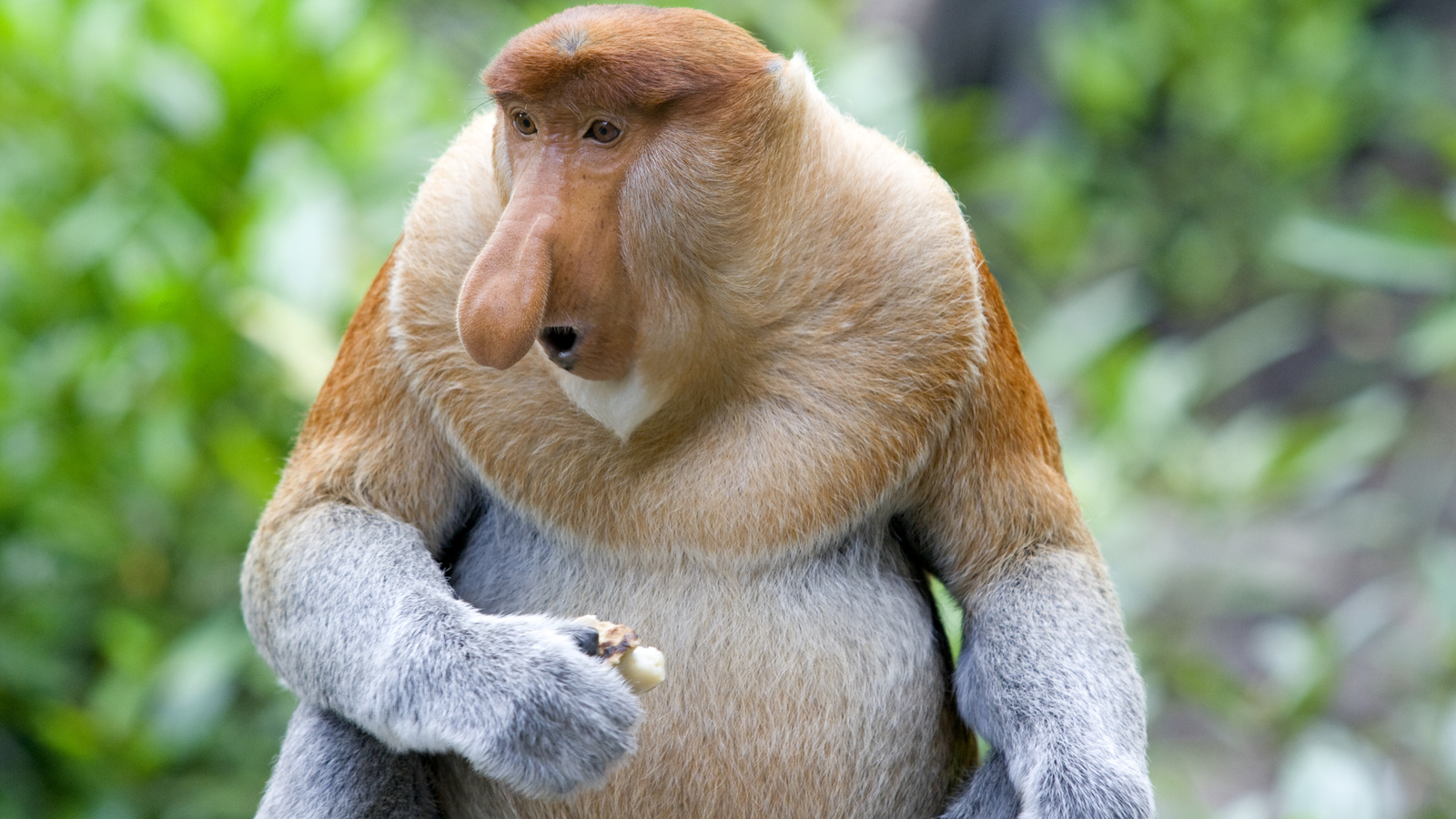 HQ Proboscis Monkey Background
