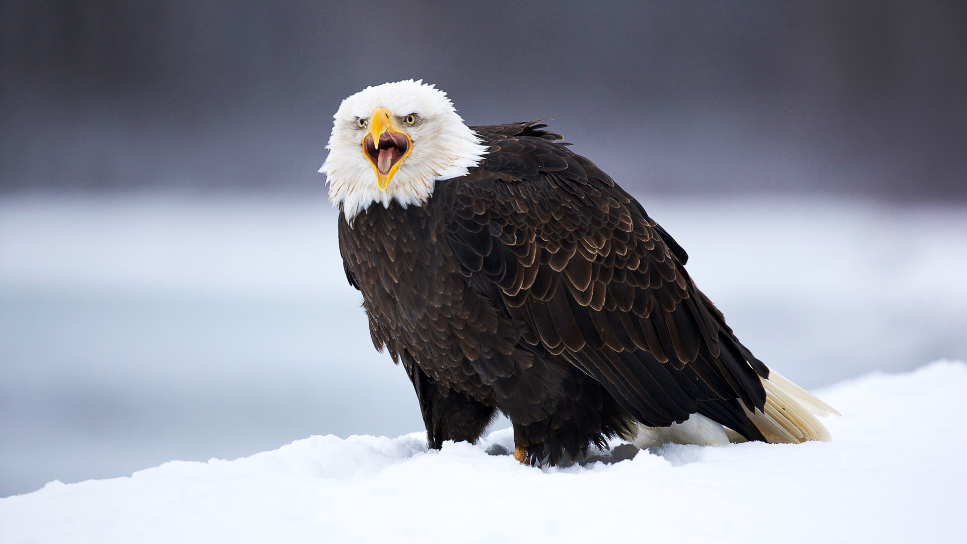 animals, eagles, birds, blue cell phone wallpapers