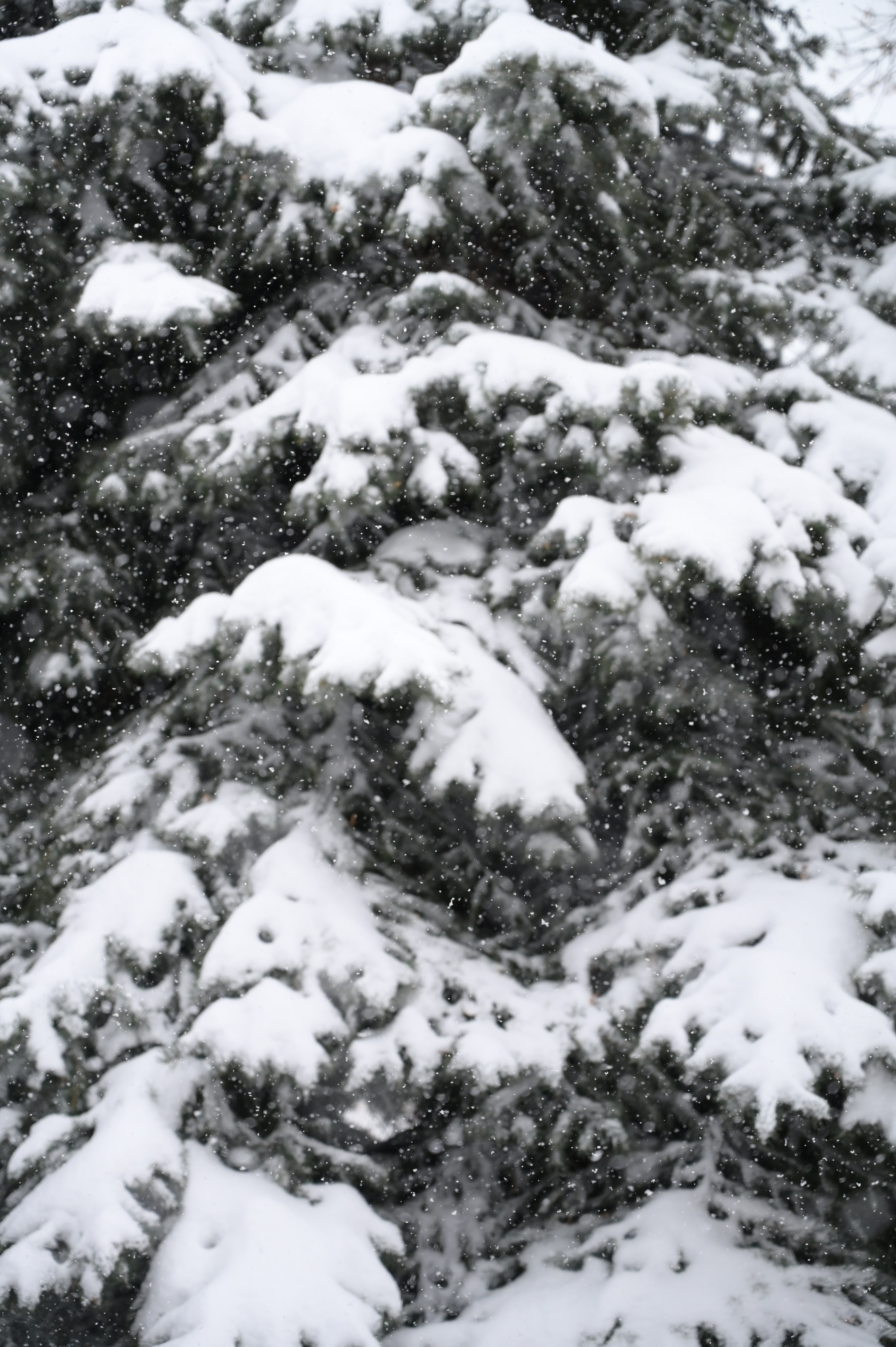 154155 Hintergrundbild herunterladen winter, natur, schnee, fichte, fir, schneefall - Bildschirmschoner und Bilder kostenlos
