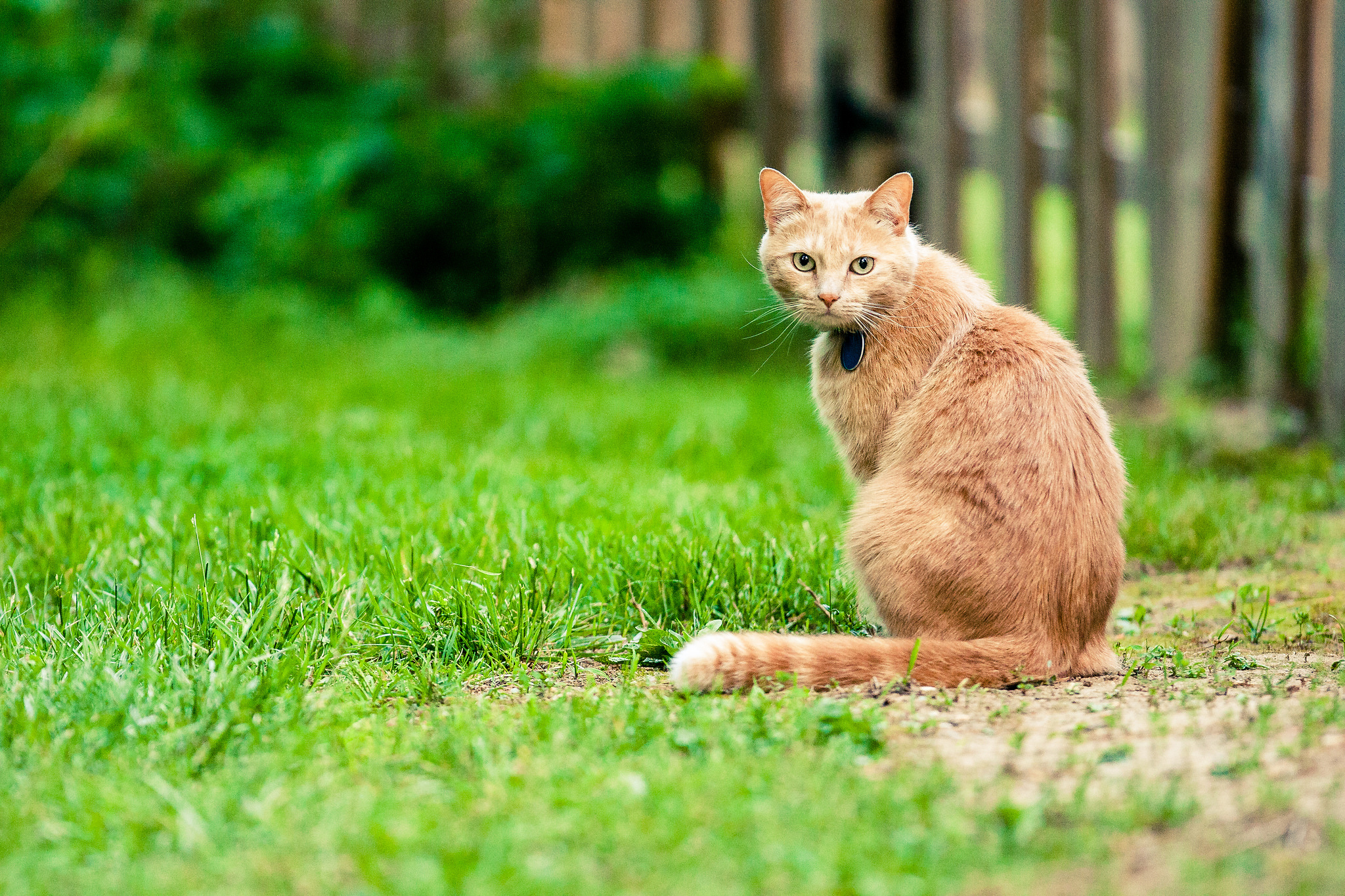 Коте назад. Кошка сидит. Кошка сидит спиной. Кот оглядывается. Кот оборачивается.