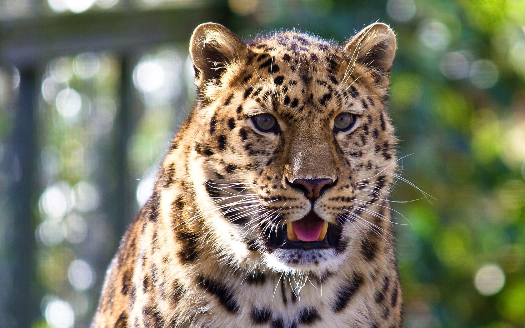 dangerous, animals, leopard, muzzle, predator, big cat, surprise, astonishment FHD, 4K, UHD