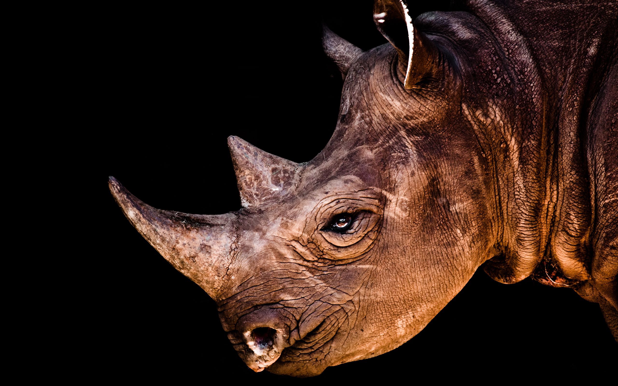 head, profile, animals, shadow, rhinoceros