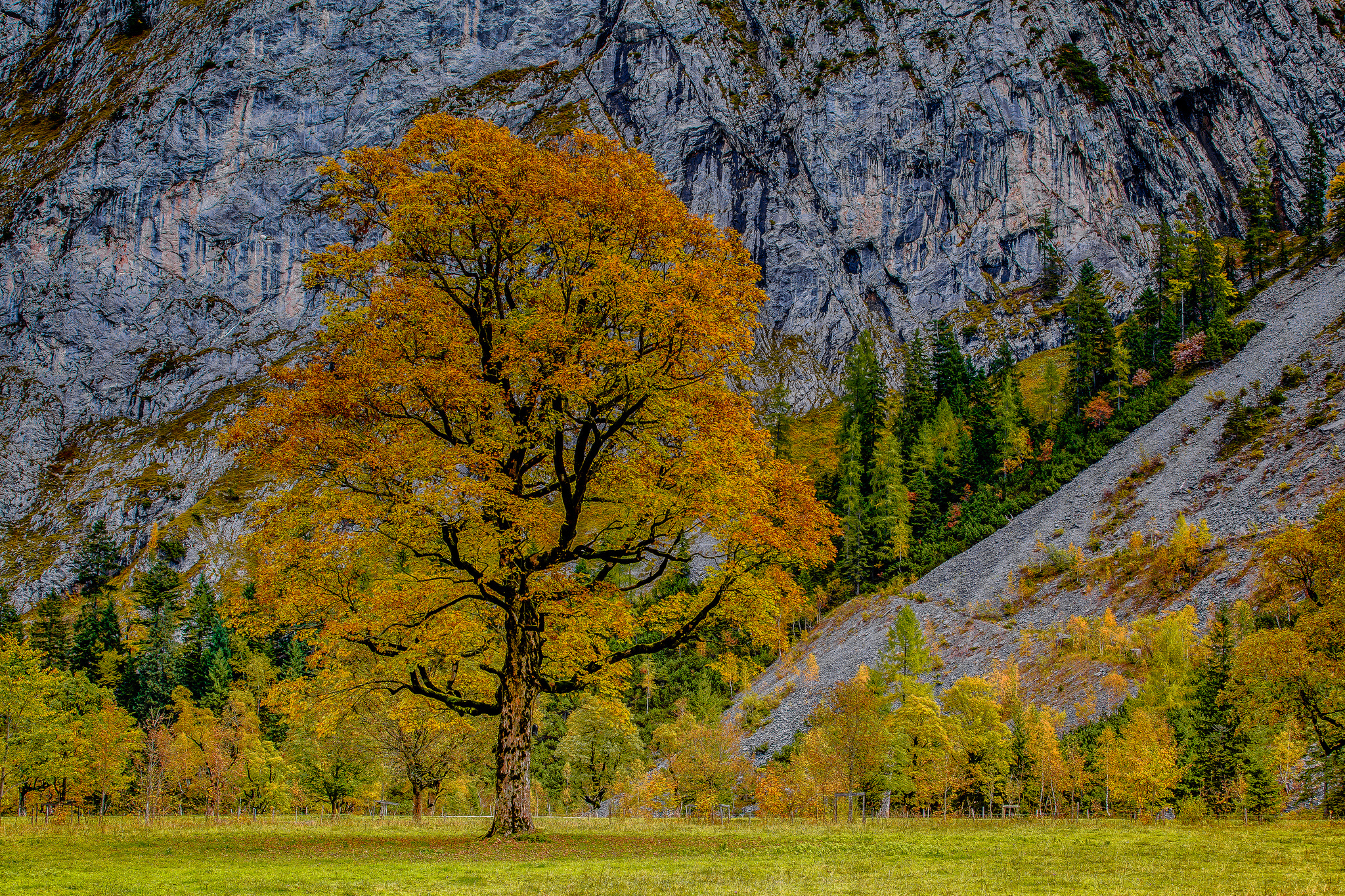 Деревья осенью в горах