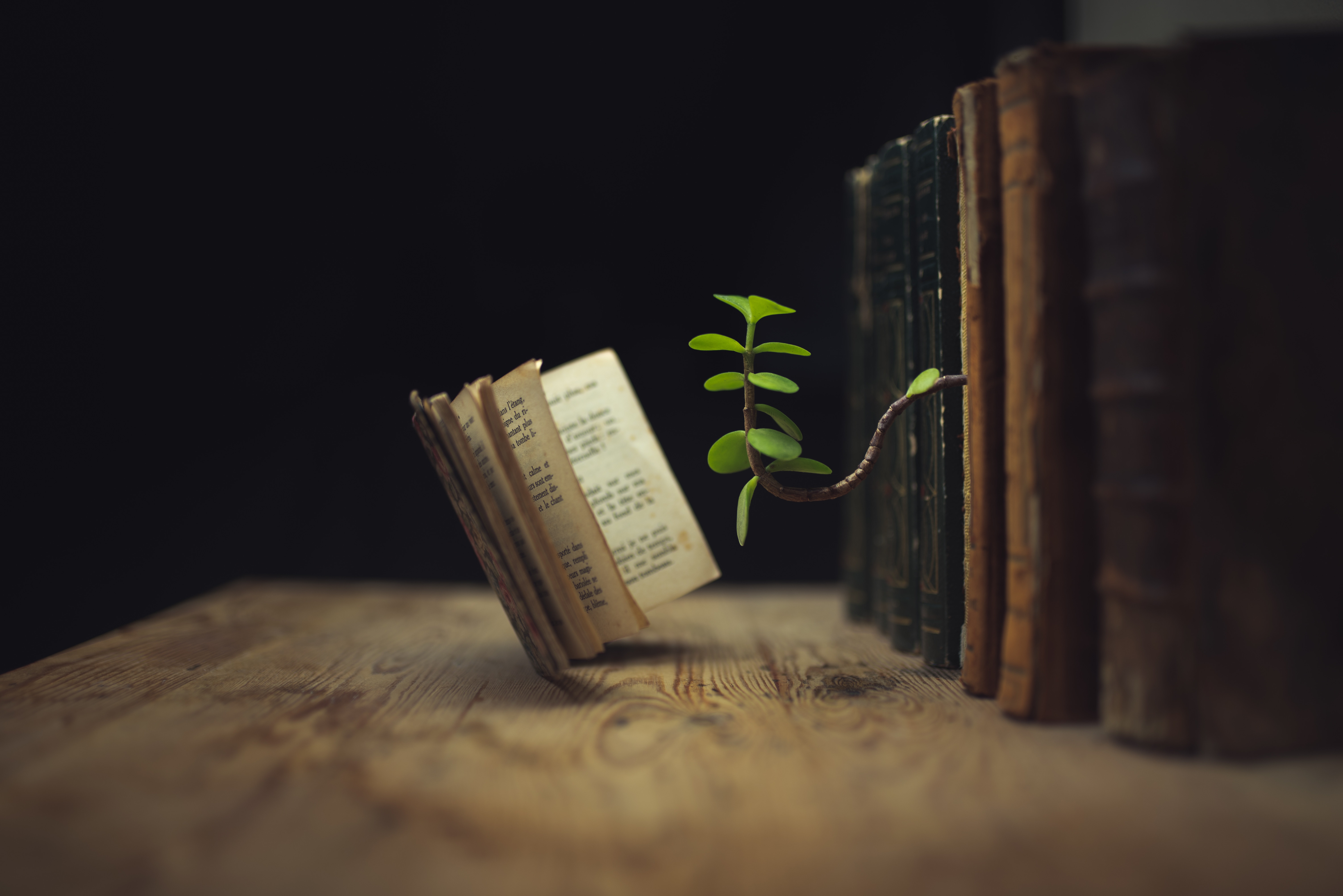 photography, manipulation, book, sprout