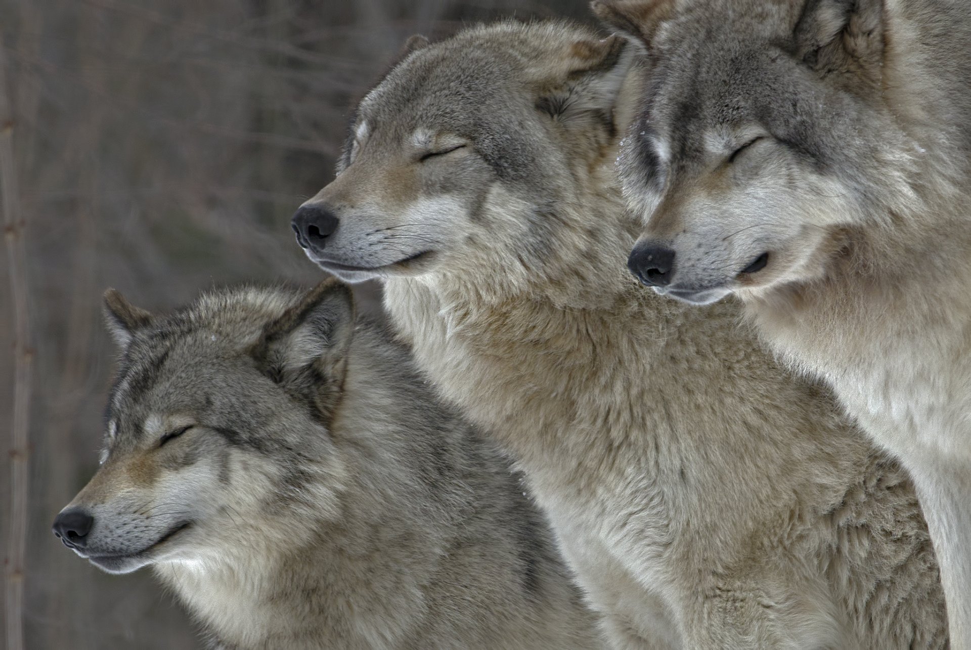 484513 baixar papel de parede animais, lobo cinza, lobos - protetores de tela e imagens gratuitamente