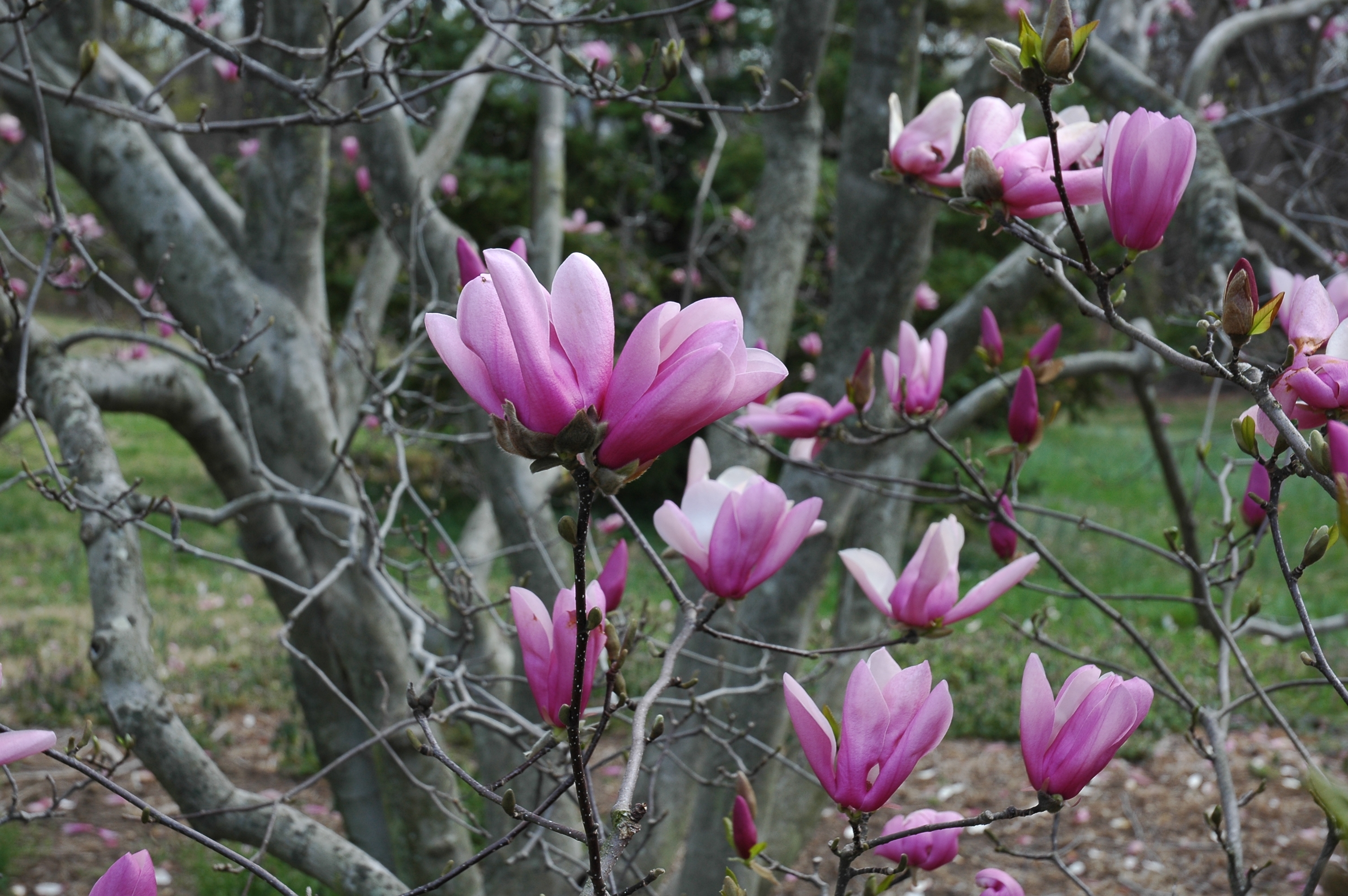 flowers, wood, tree, branches, magnolia, kidney, kidneys, awakening cellphone